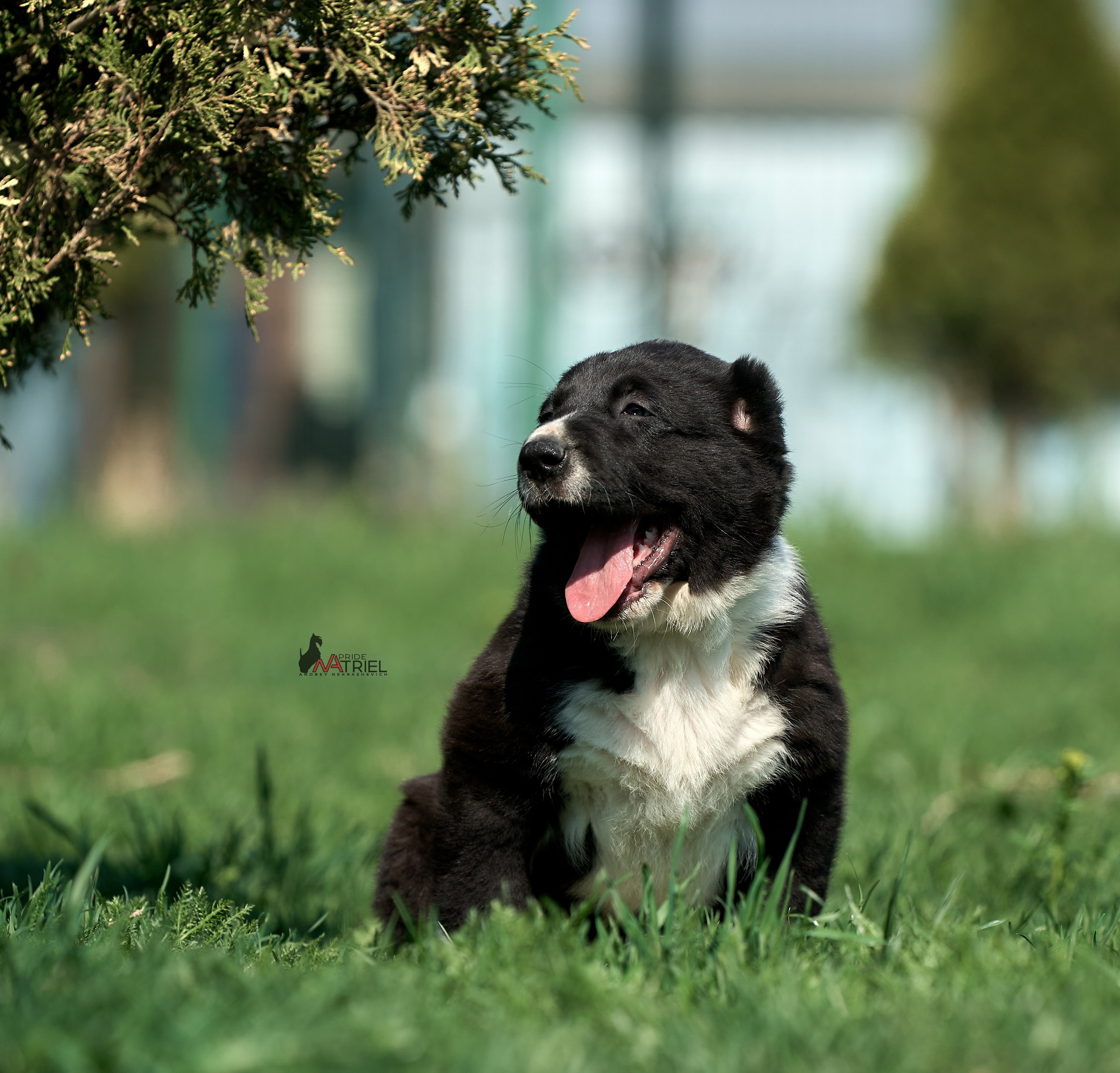 Среднеазиаты — щенки и взрослые