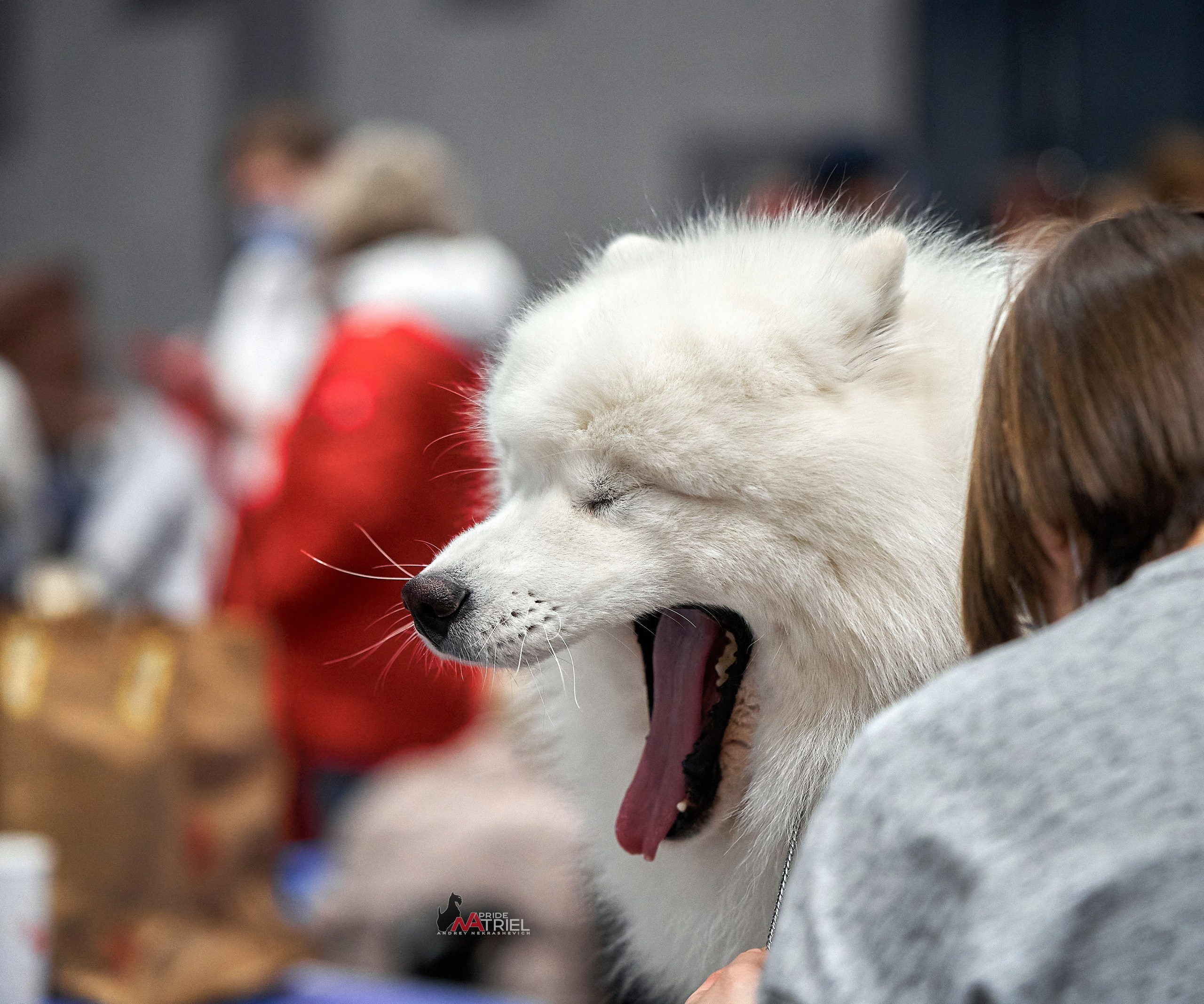Портреты собак — галерея NATRIEL