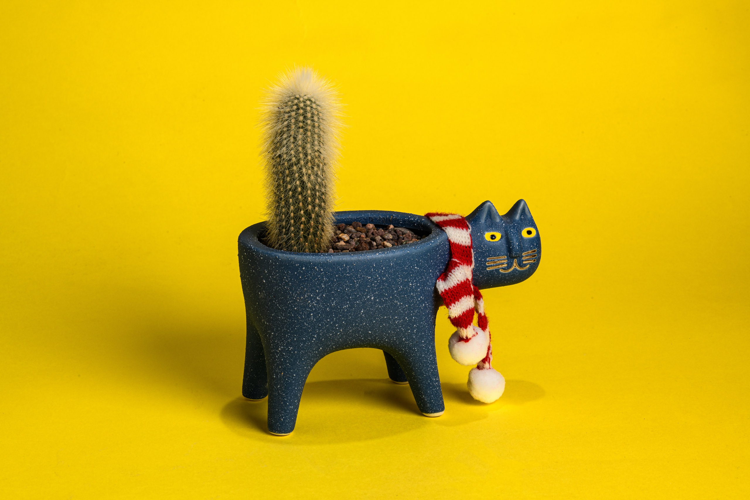 KAKTUS.KZ. Фотограф в Алматы Артемий Матюнин