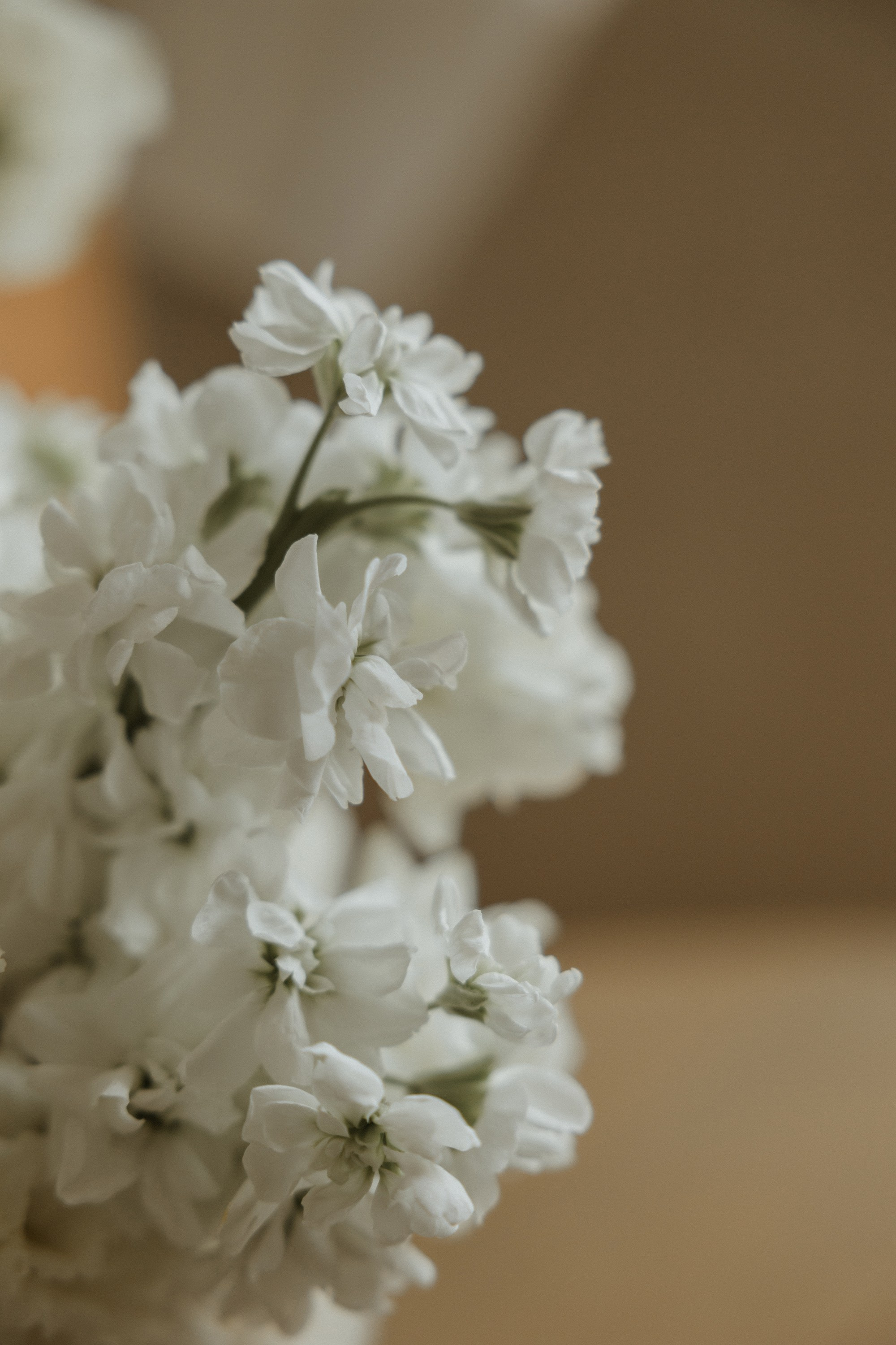 Яна &  Дмитрий. Свадебный фотограф в Москве и Санкт-Петербурге Анастасия Мирославская
