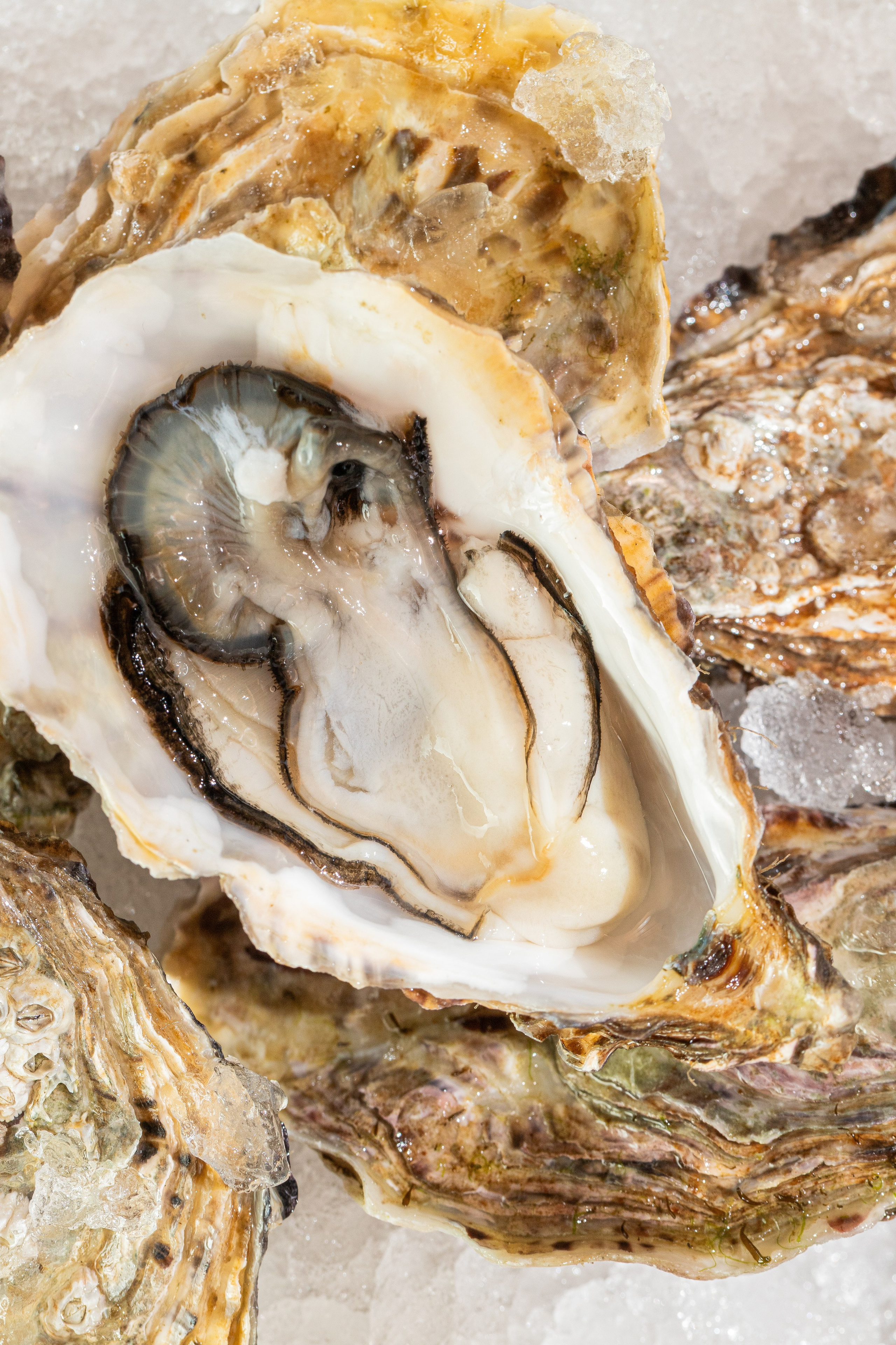 Fish Box. Краснов Максим фуд-фотограф, предметный фотограф, Москва