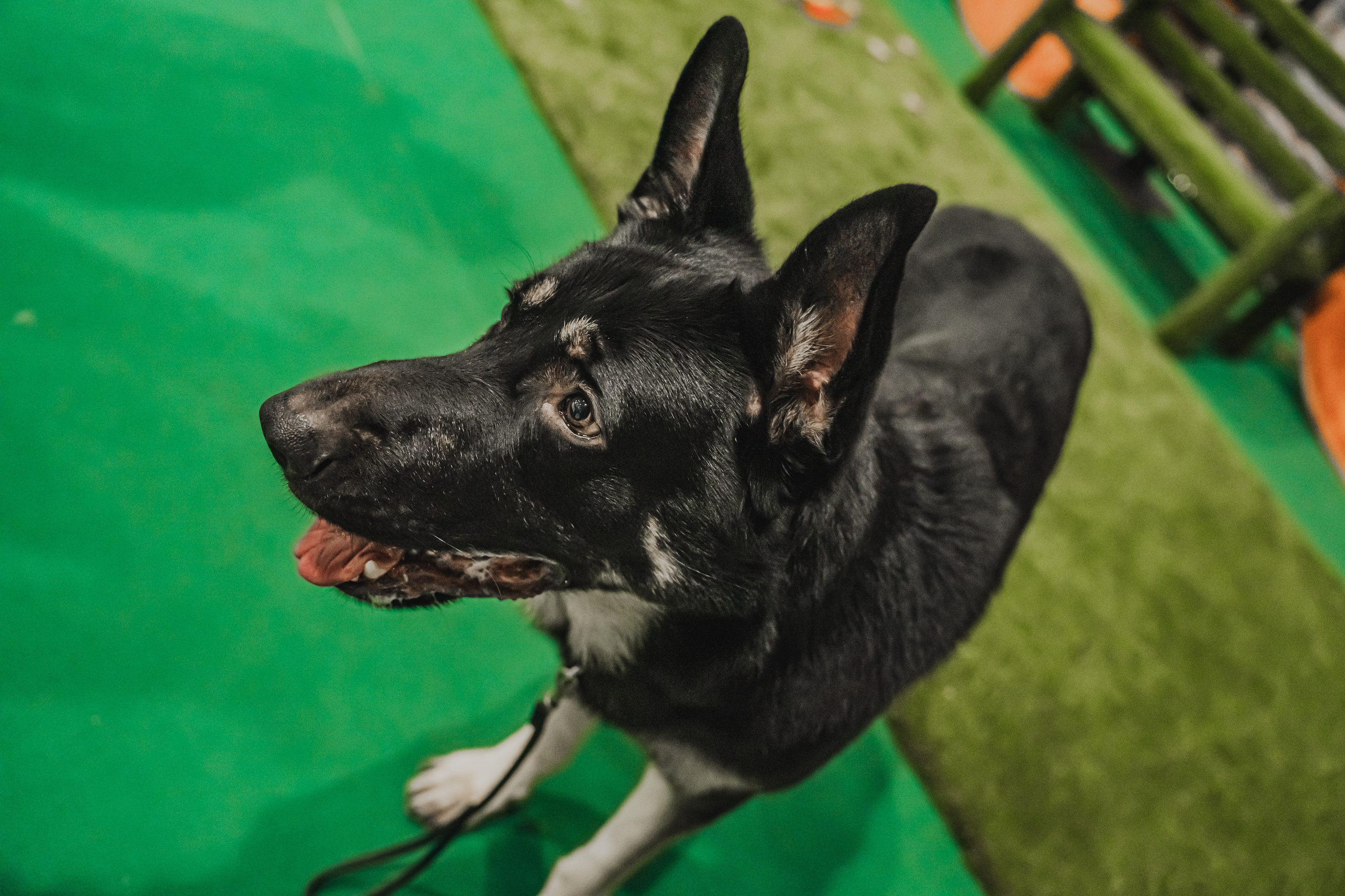 Международная выставка собак всех пород. Репортажный фотограф Анастасия Рубцова