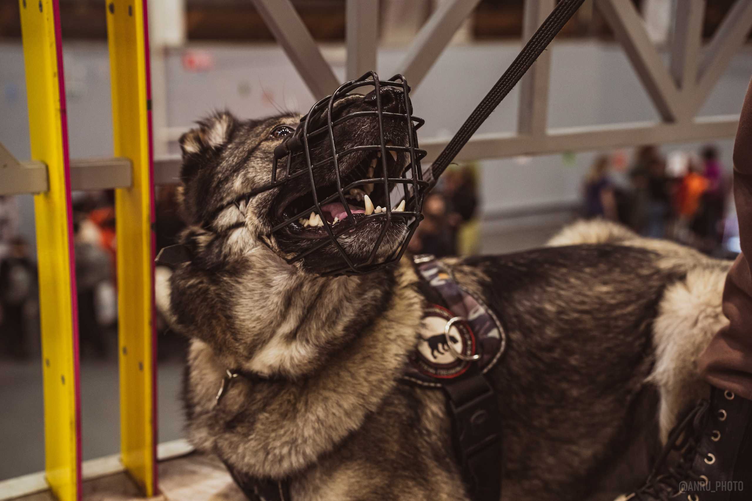 Fox Family fest. Репортажный фотограф Анастасия Рубцова