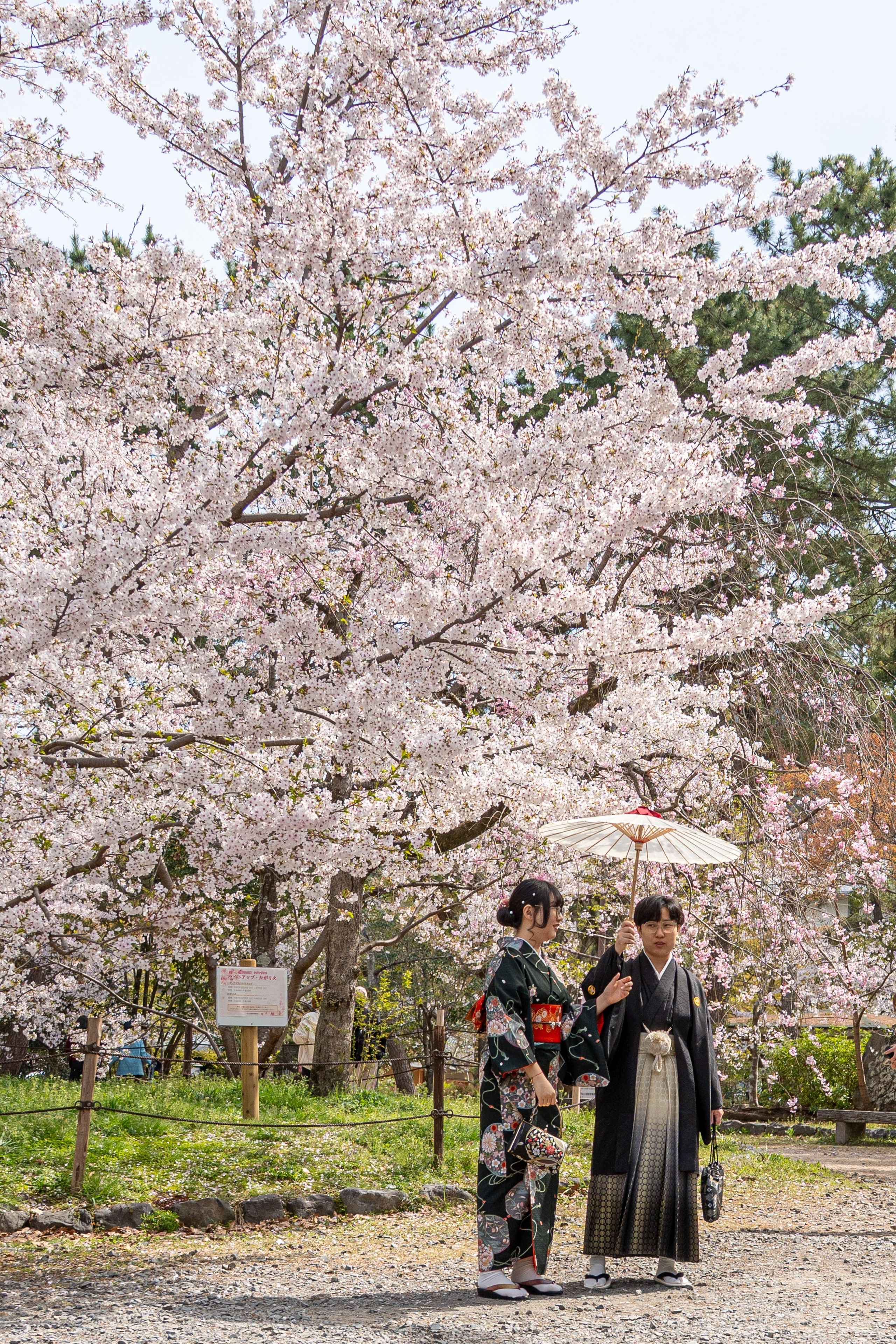Япония, сакура. Творческие сьемки