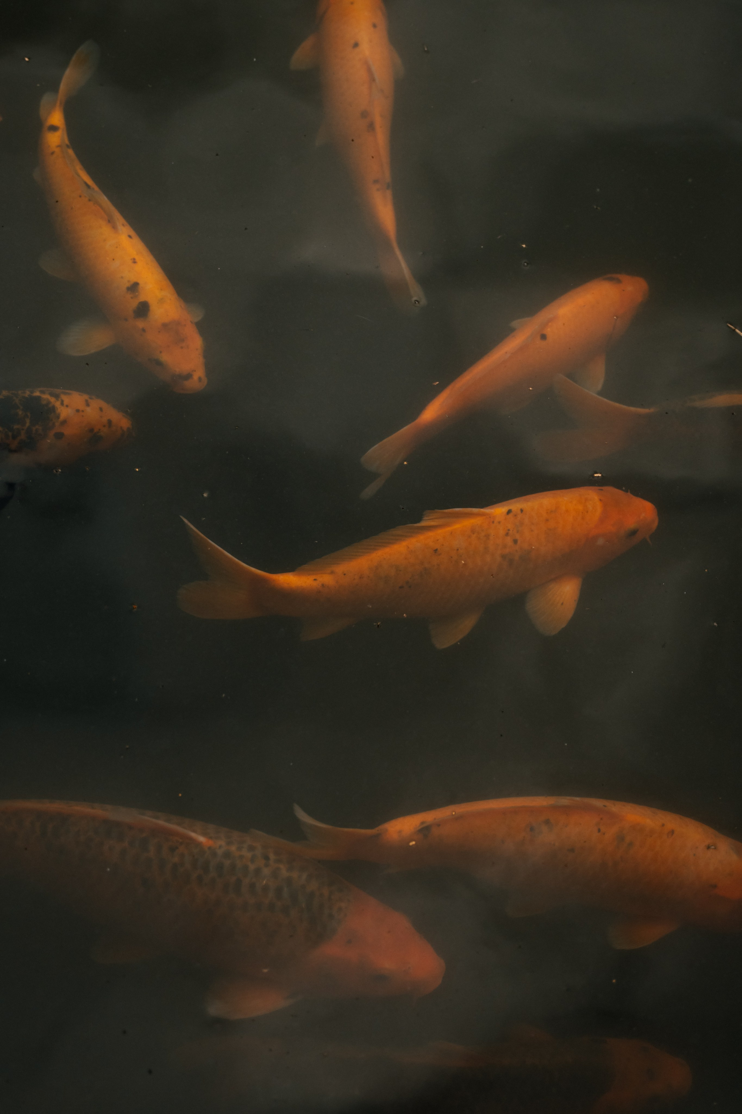 Дарья и Константин. Ульяна Ремезова | Фотограф | Челябинск