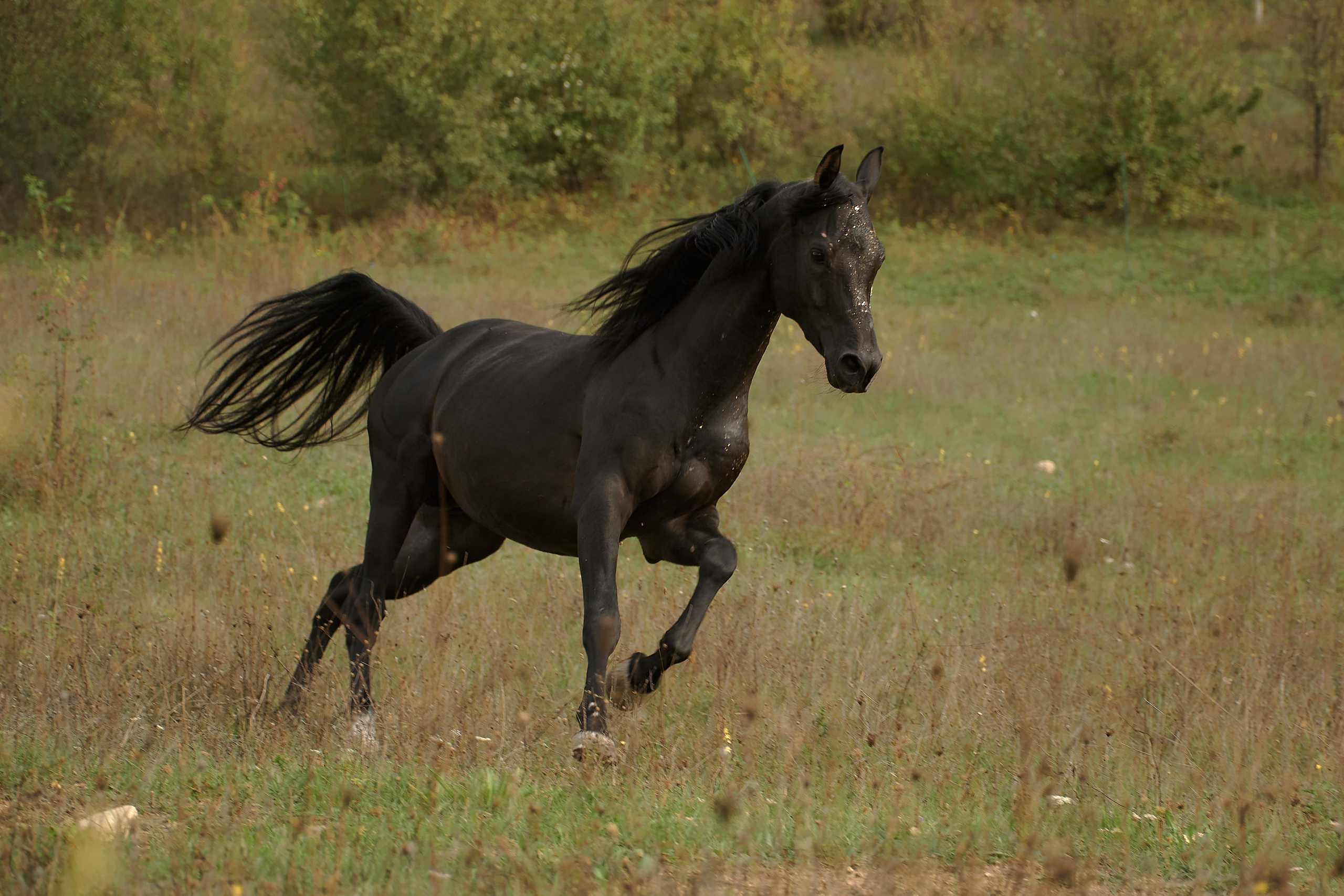 Харакс. Фотограф в Севастополе