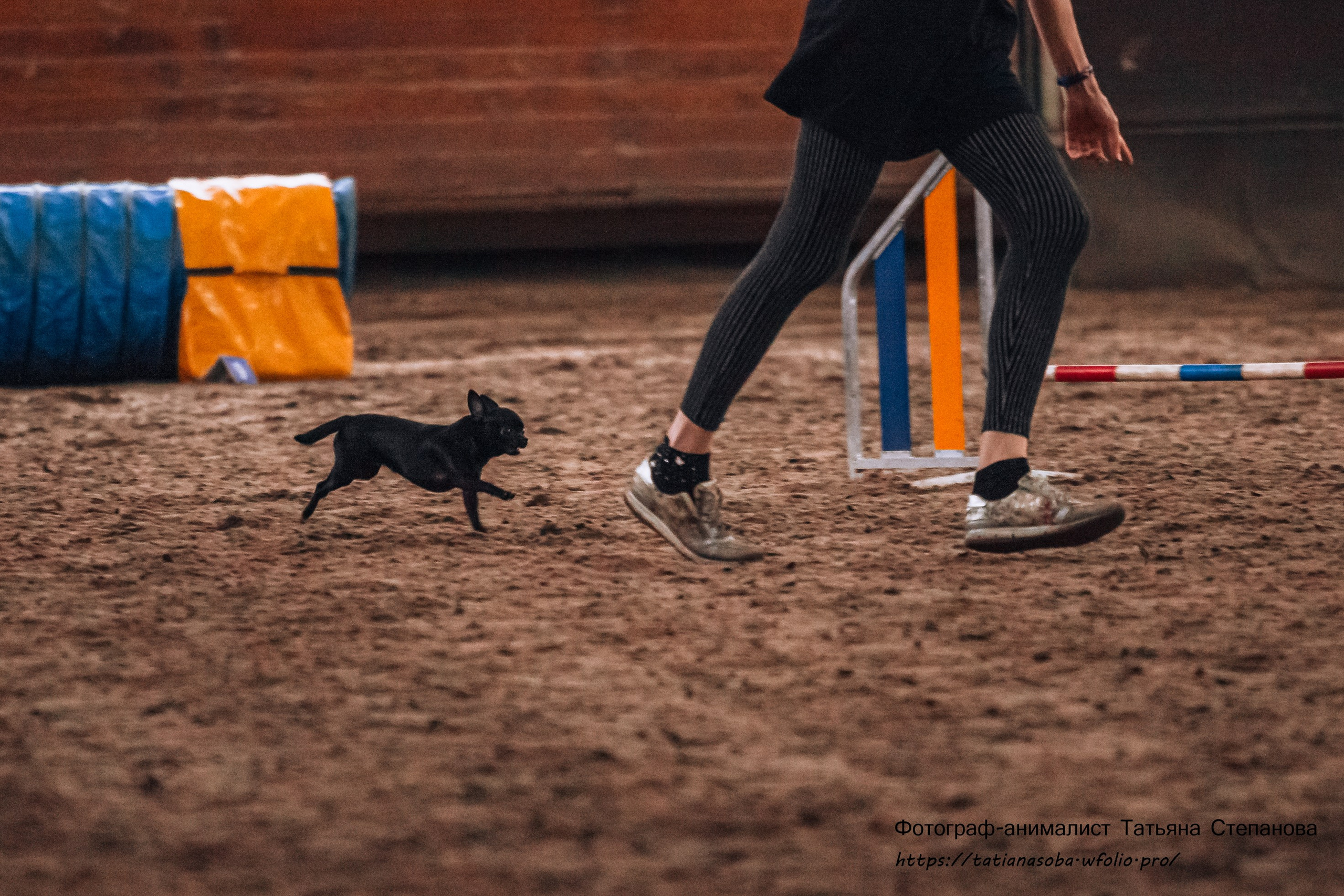 Соревнования по Аджилити 25.02.2024. Фотограф-анималист Татьяна Степанова