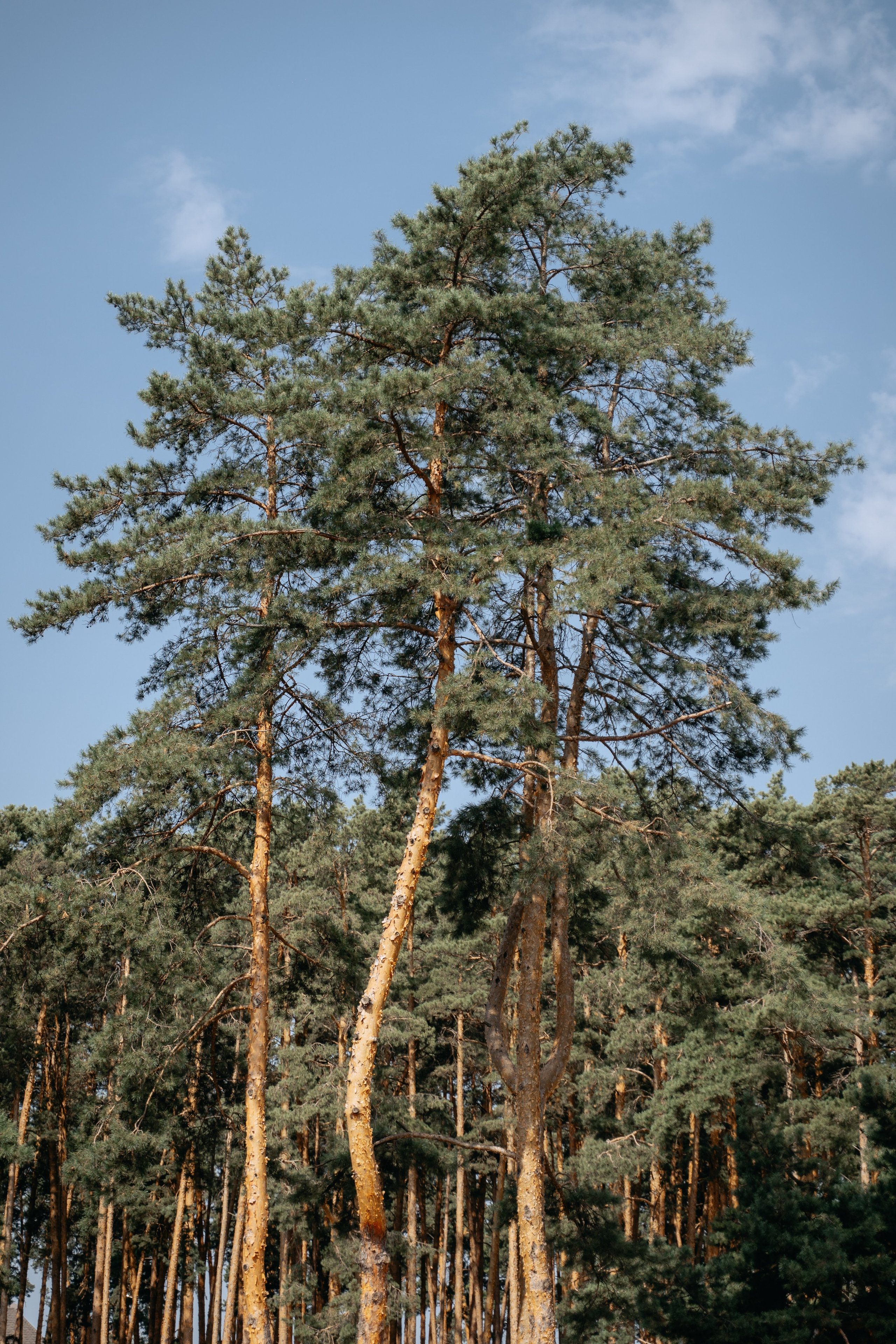 Лука и Полина. Фотограф Александр Решня