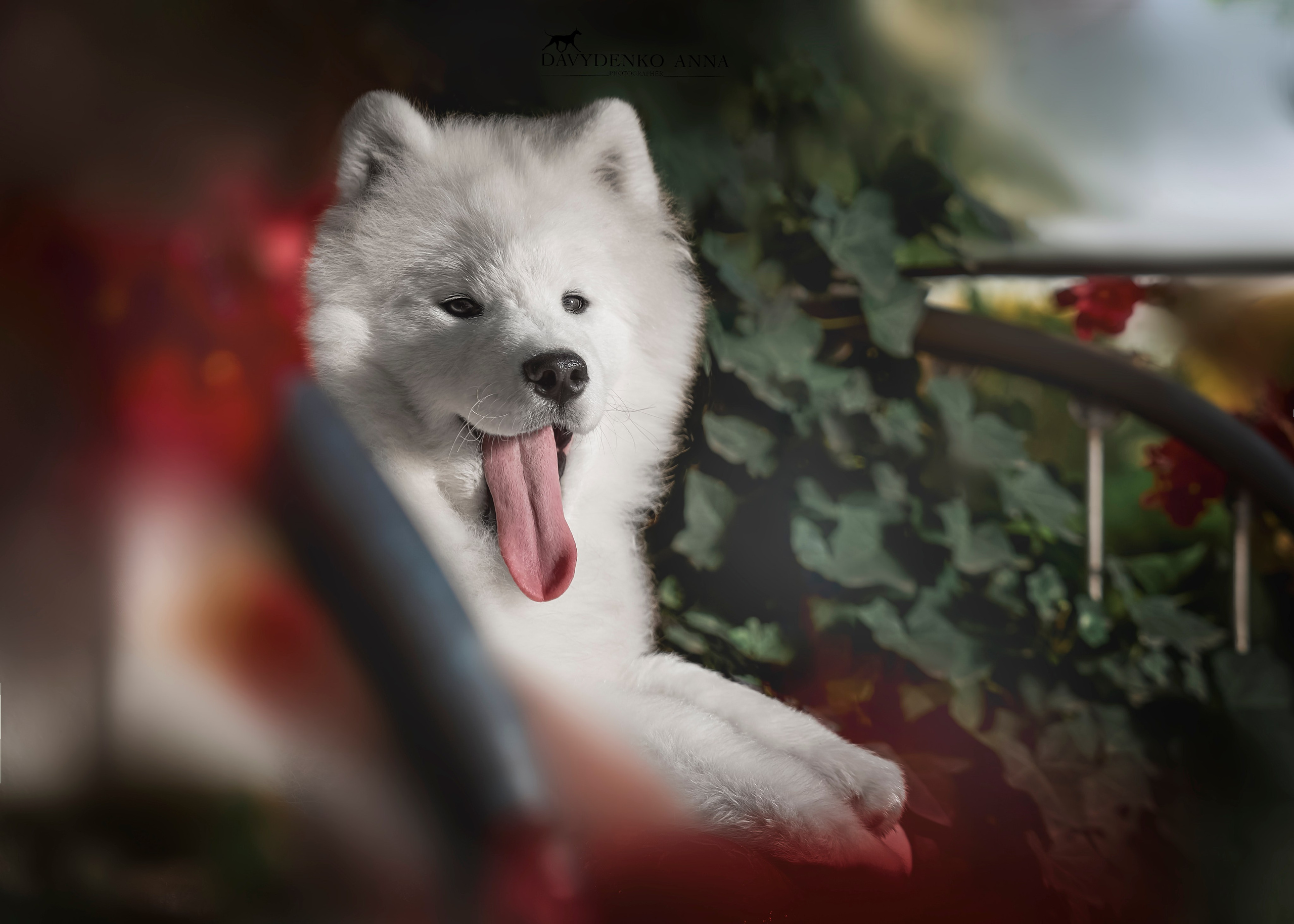 выставка собак фотограф краснодар