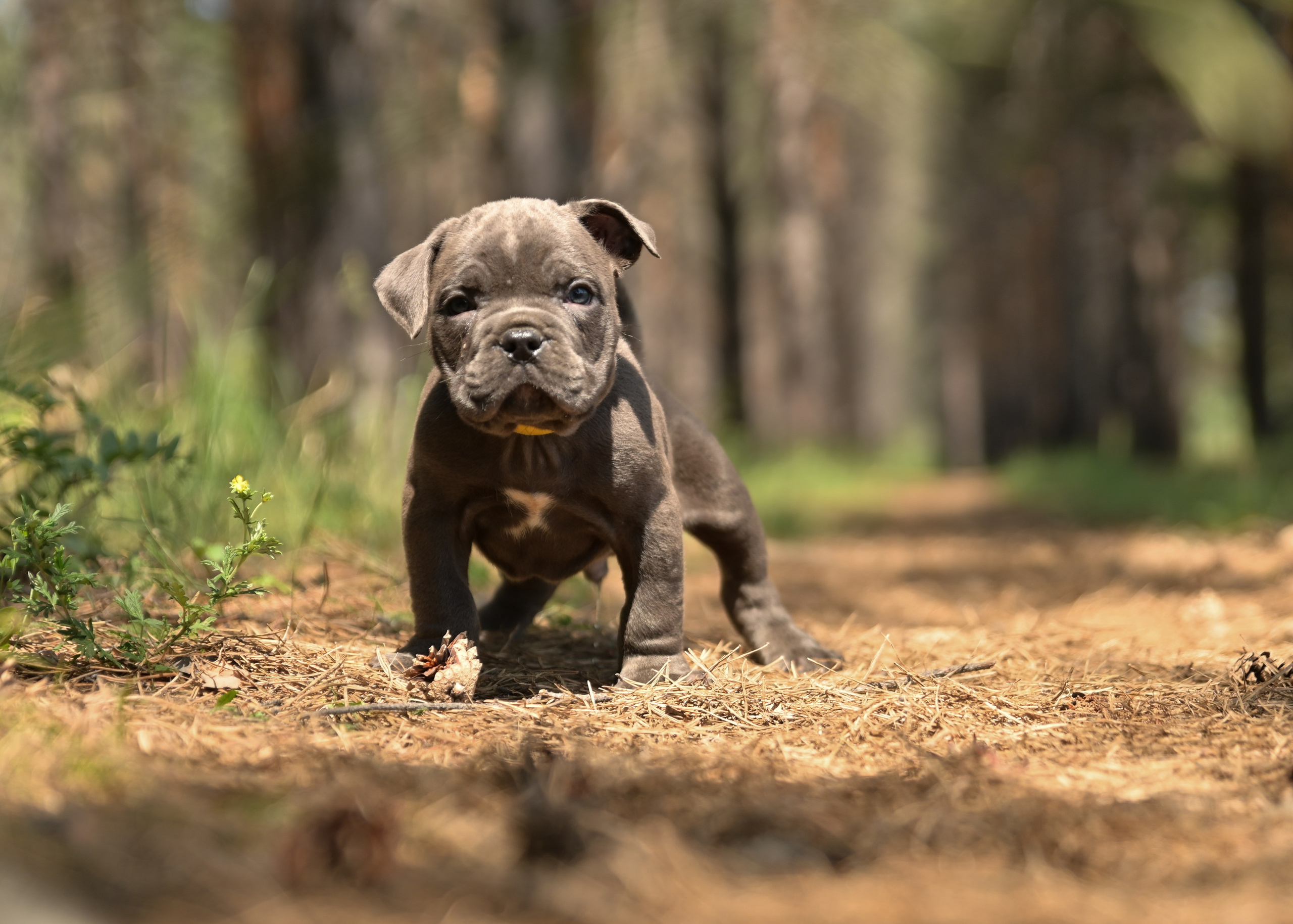Свободные щенки Американский Булли в Иркутске. Питомник собак Иркутск