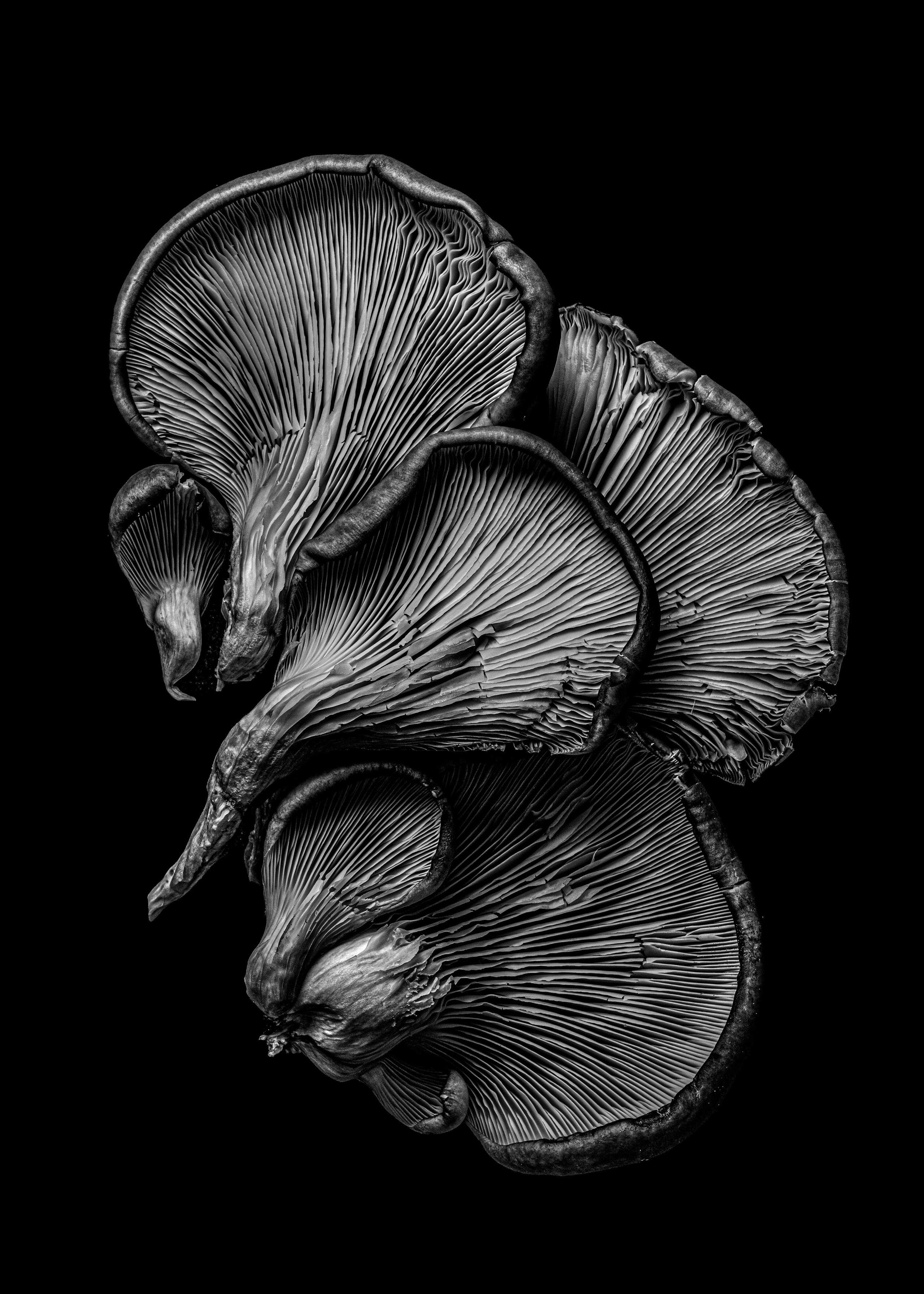 Mushrooms. Главная