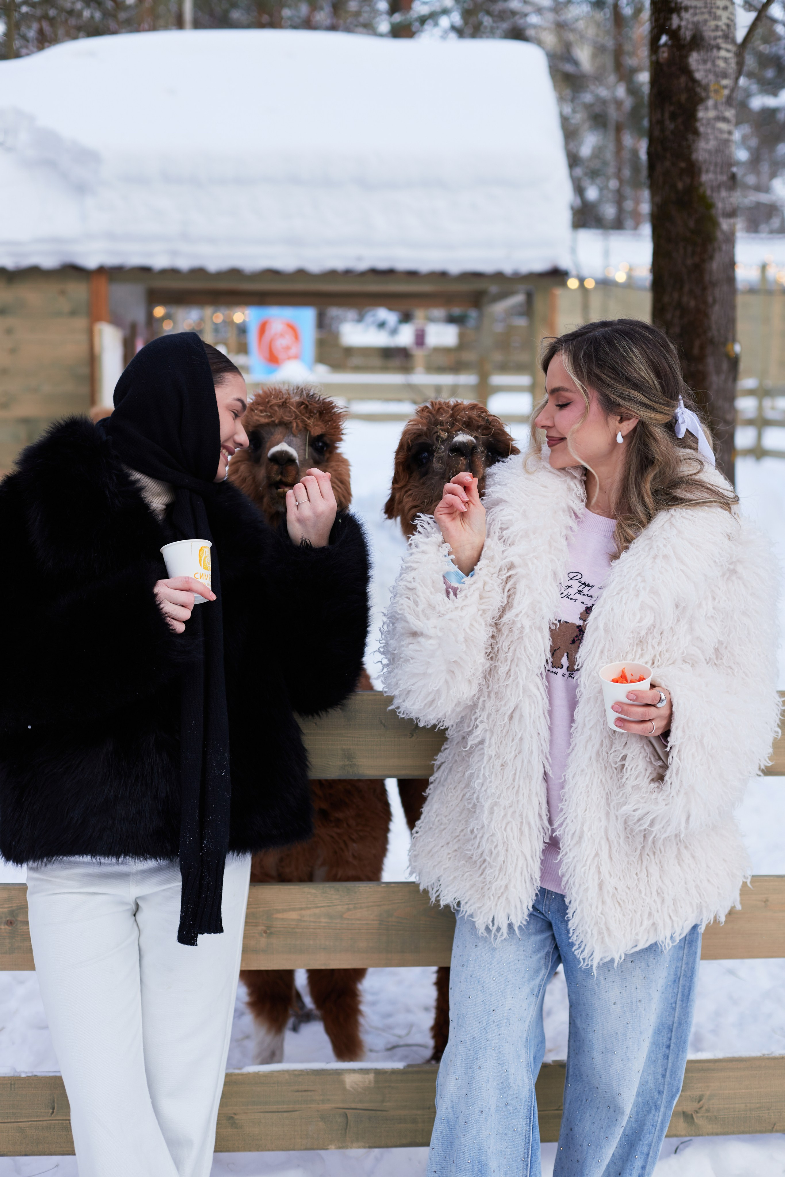 Альпака парк «Симба». Профессиональный фотограф Лилия Галеева
