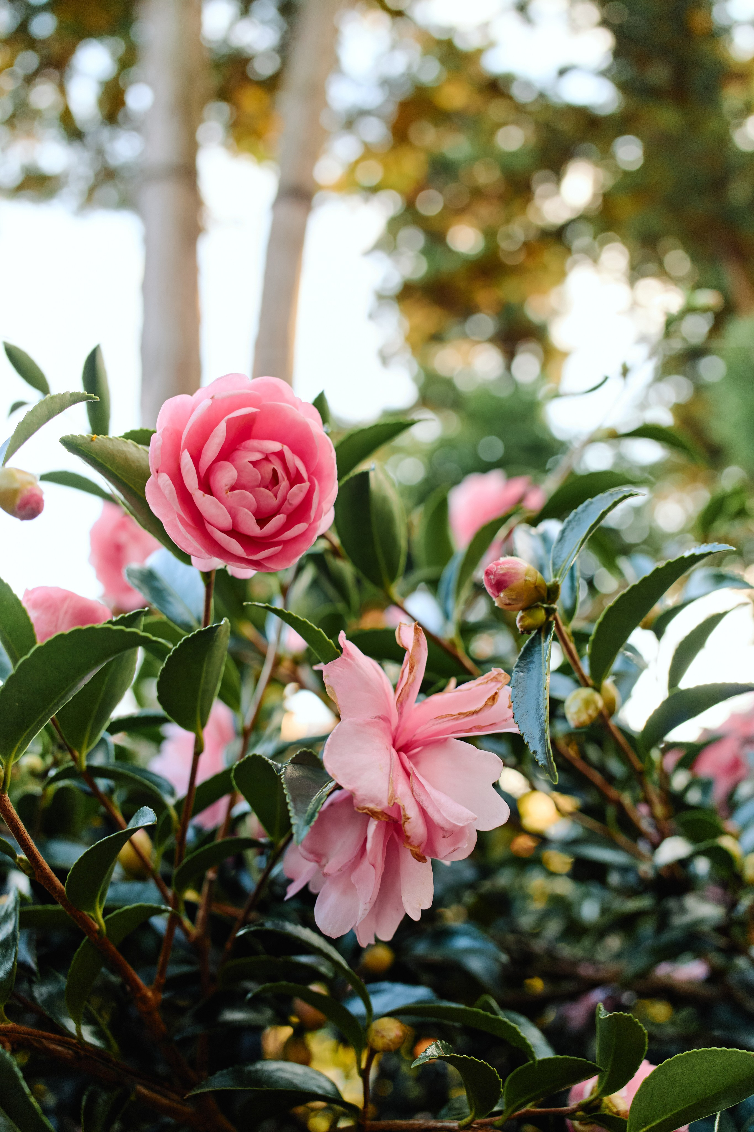 Япония. Профессиональный Фотограф во Владимире, в Москве и в Суздале — Полина Романычева