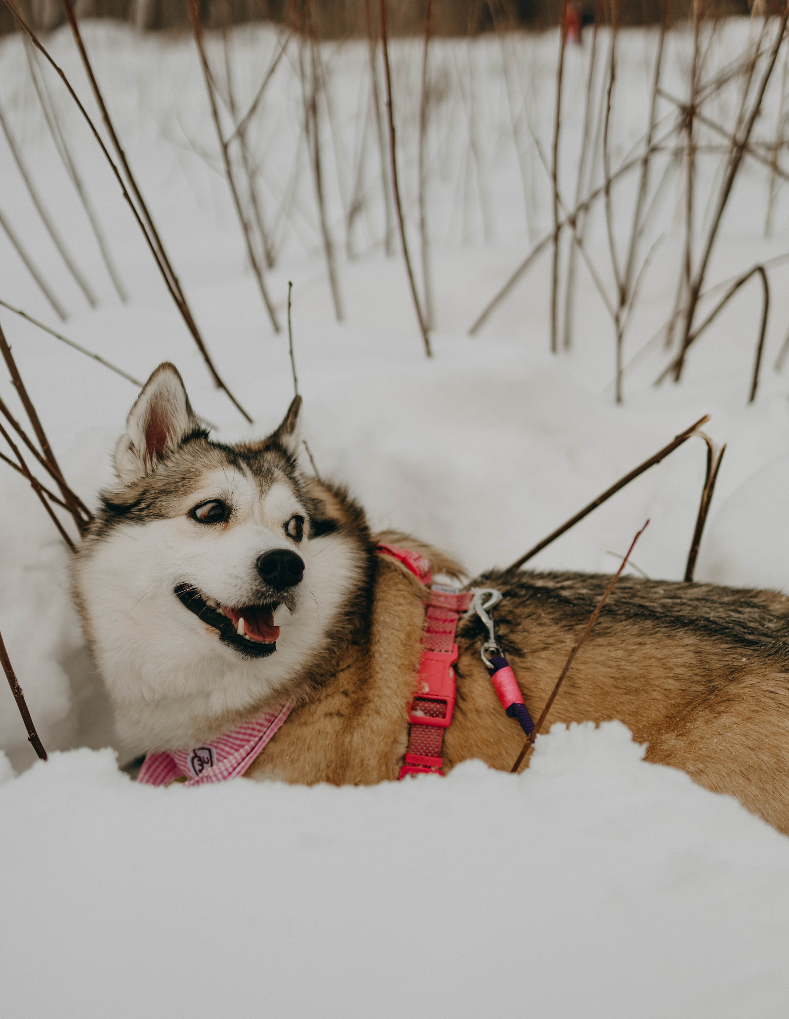 Варвара и Шелби. Фотограф-анималист в Екатеринбурге | Кристина