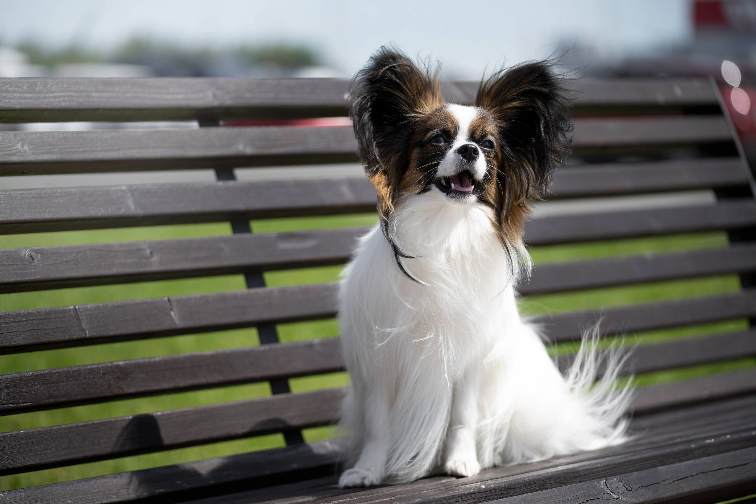 Собаки. FASHION ФОТОГРАФ КАЗАНЬ