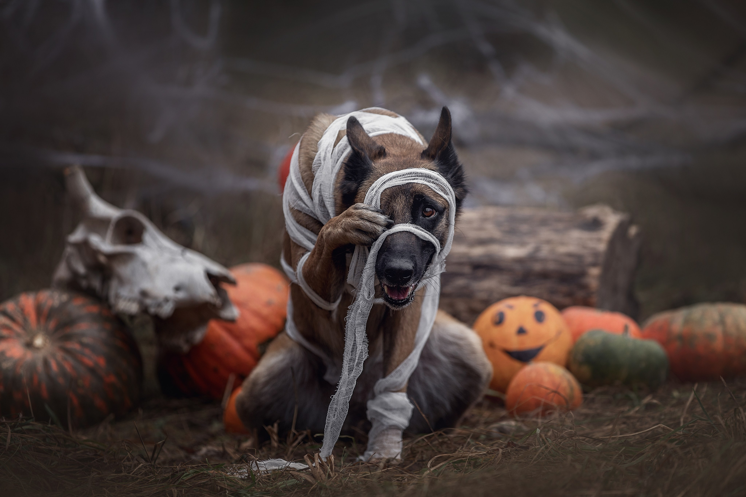 Фотограф-анималист в Калуге Мария Шерскова