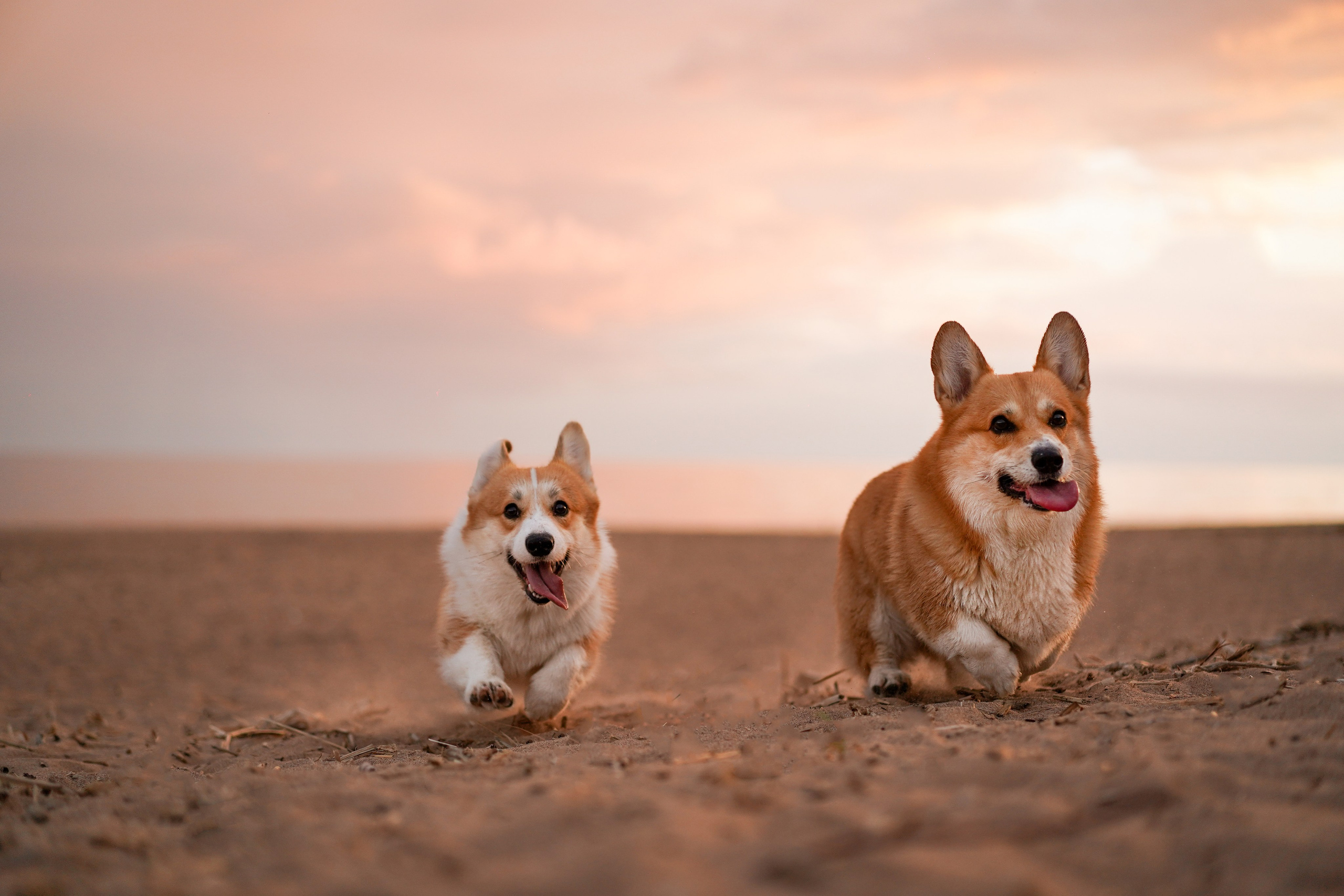 Катя Алиса и коржики. Фотограф-анималист в Санкт-Петербурге Яна Мартынова