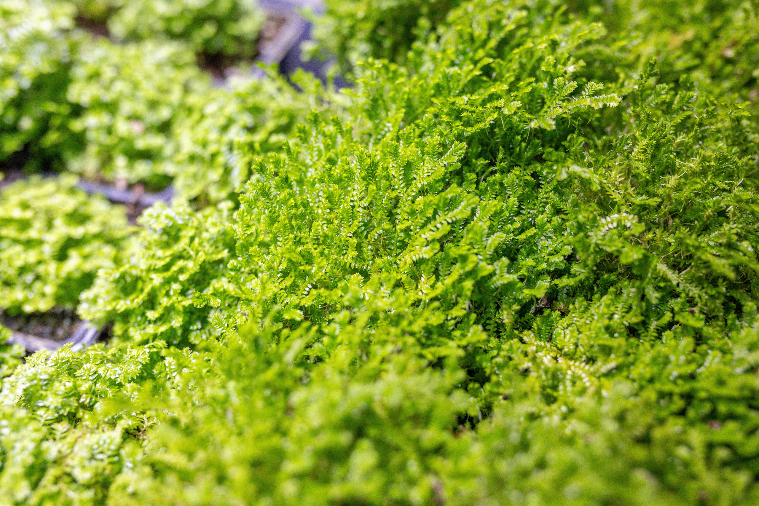 Орхидиум 12.2025. Александра Куликова фотограф, Москва