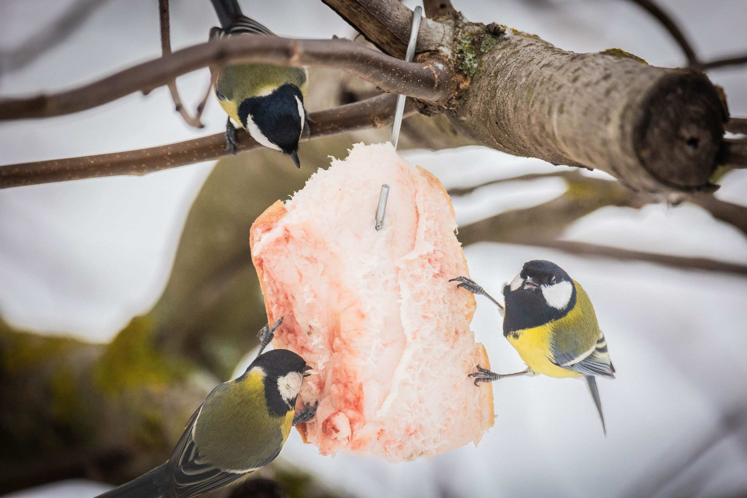 Дикий животный мир. Фотограф-АниМалист Анна Абрамова