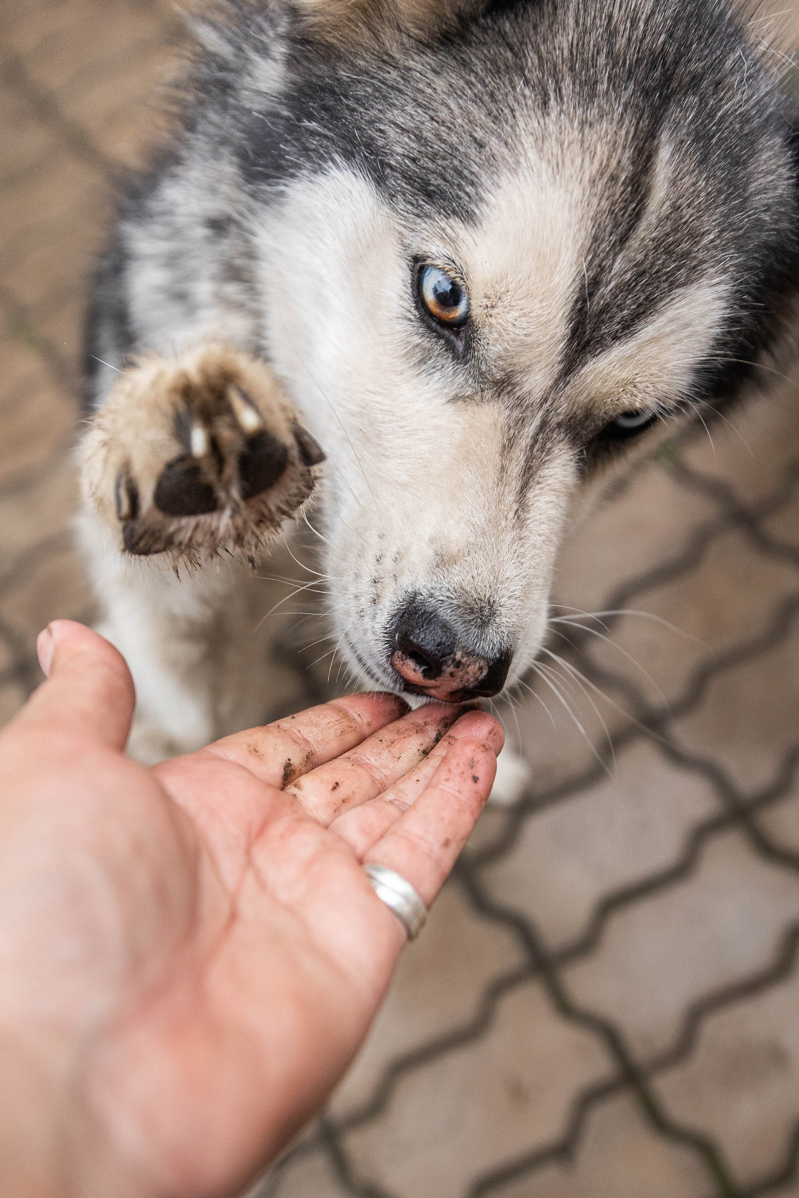 ВЕСТА И ЛЕРА. Фотограф-АниМалист Анна Абрамова
