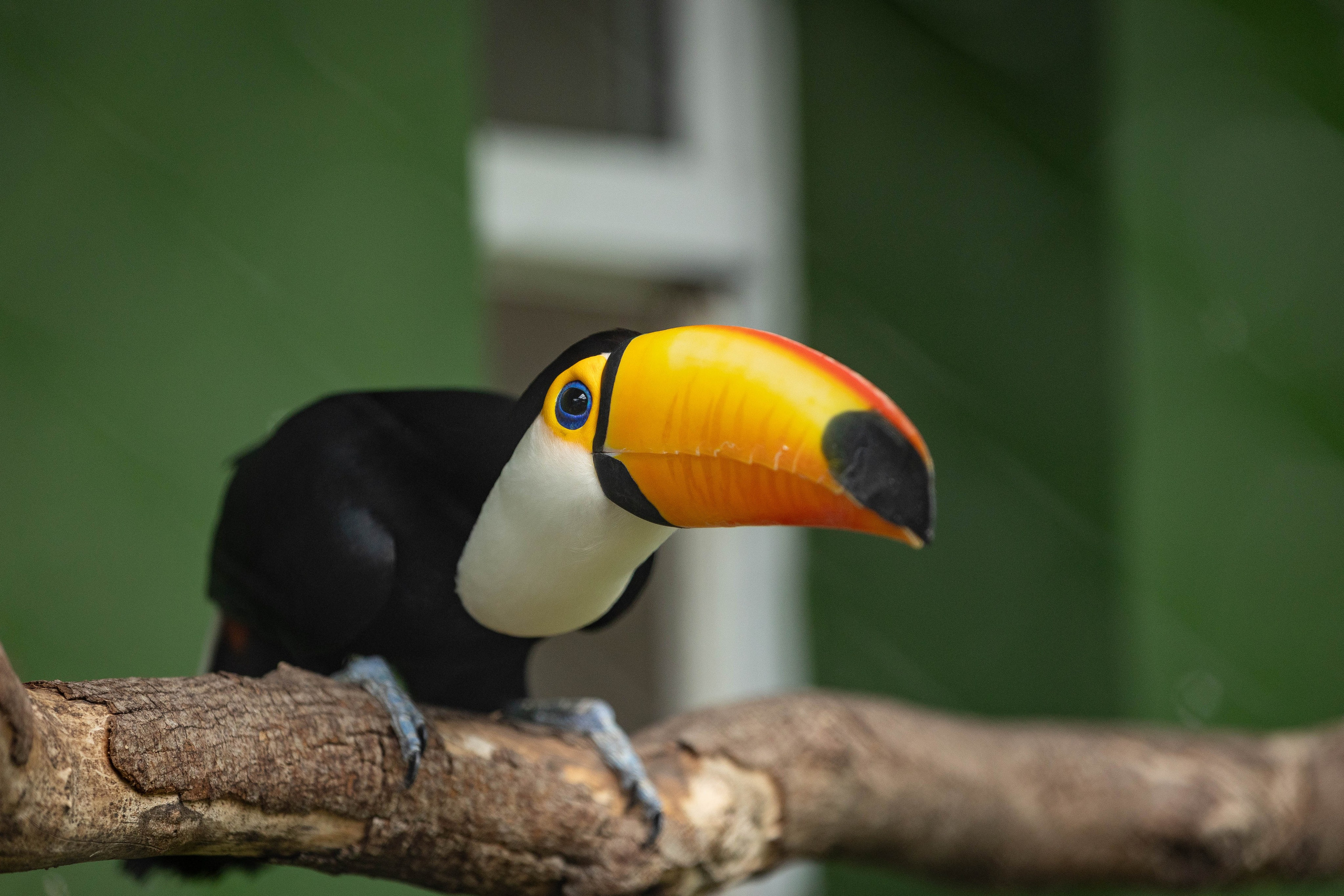 Зоопарк Малинки. Фотограф-АниМалист Анна Абрамова