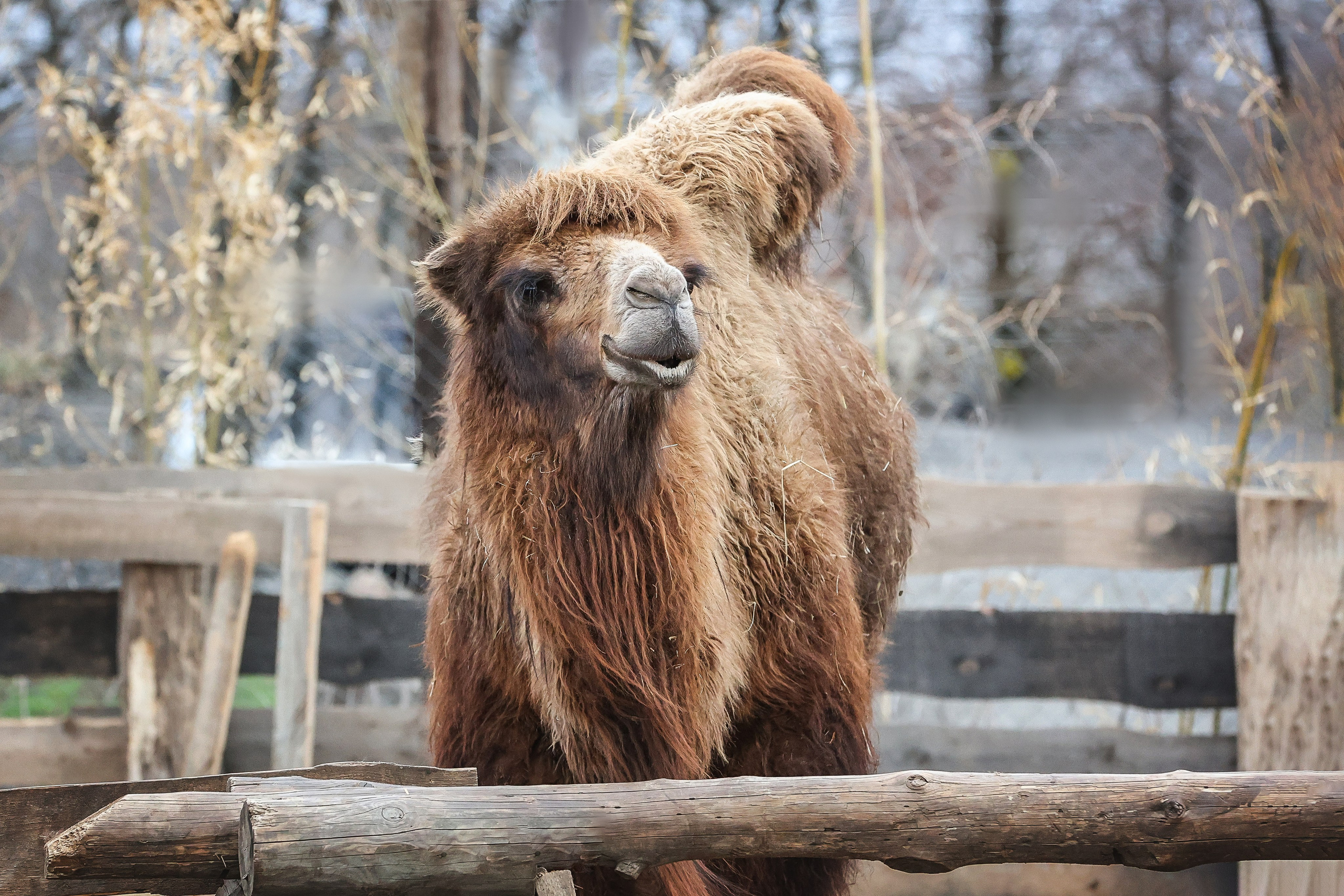 Зоопарк Малинки. Фотограф-АниМалист Анна Абрамова