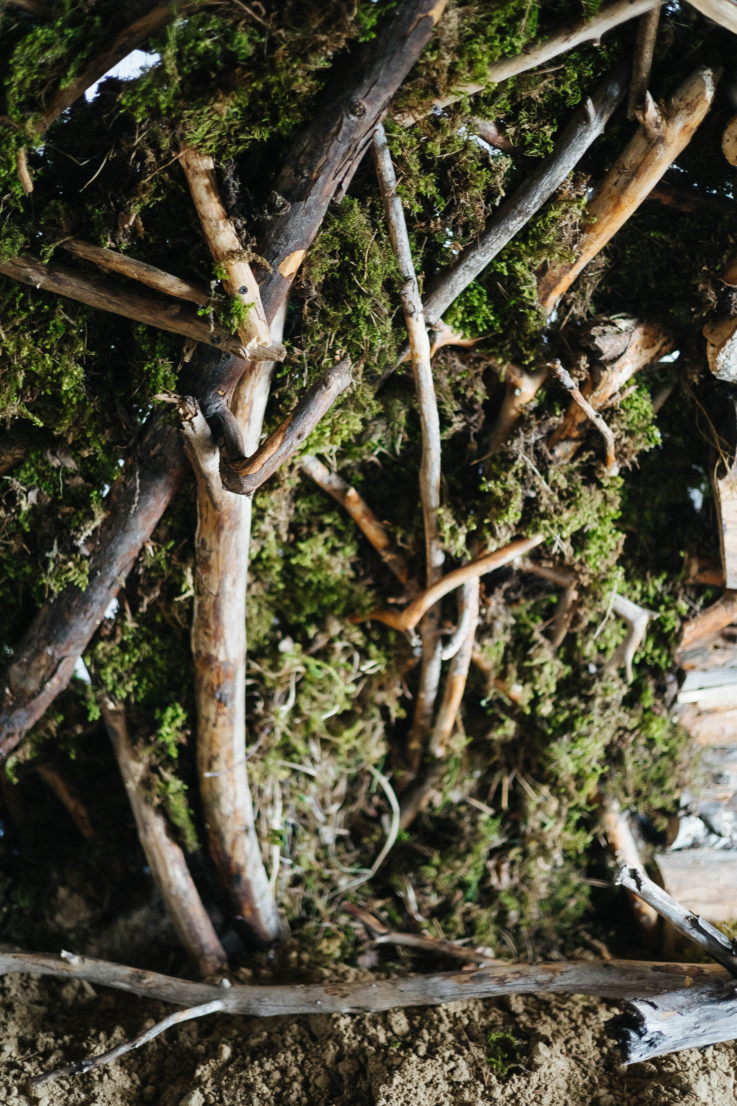 Дикий ужин. Фотограф в Красноярске Надежда Воскресенская