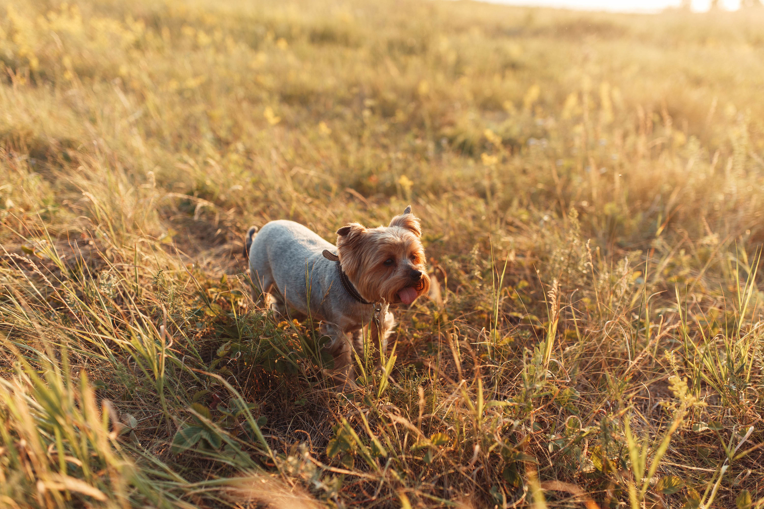 Закат у озера. Семейный фотограф в Москве. Дарья Долгих