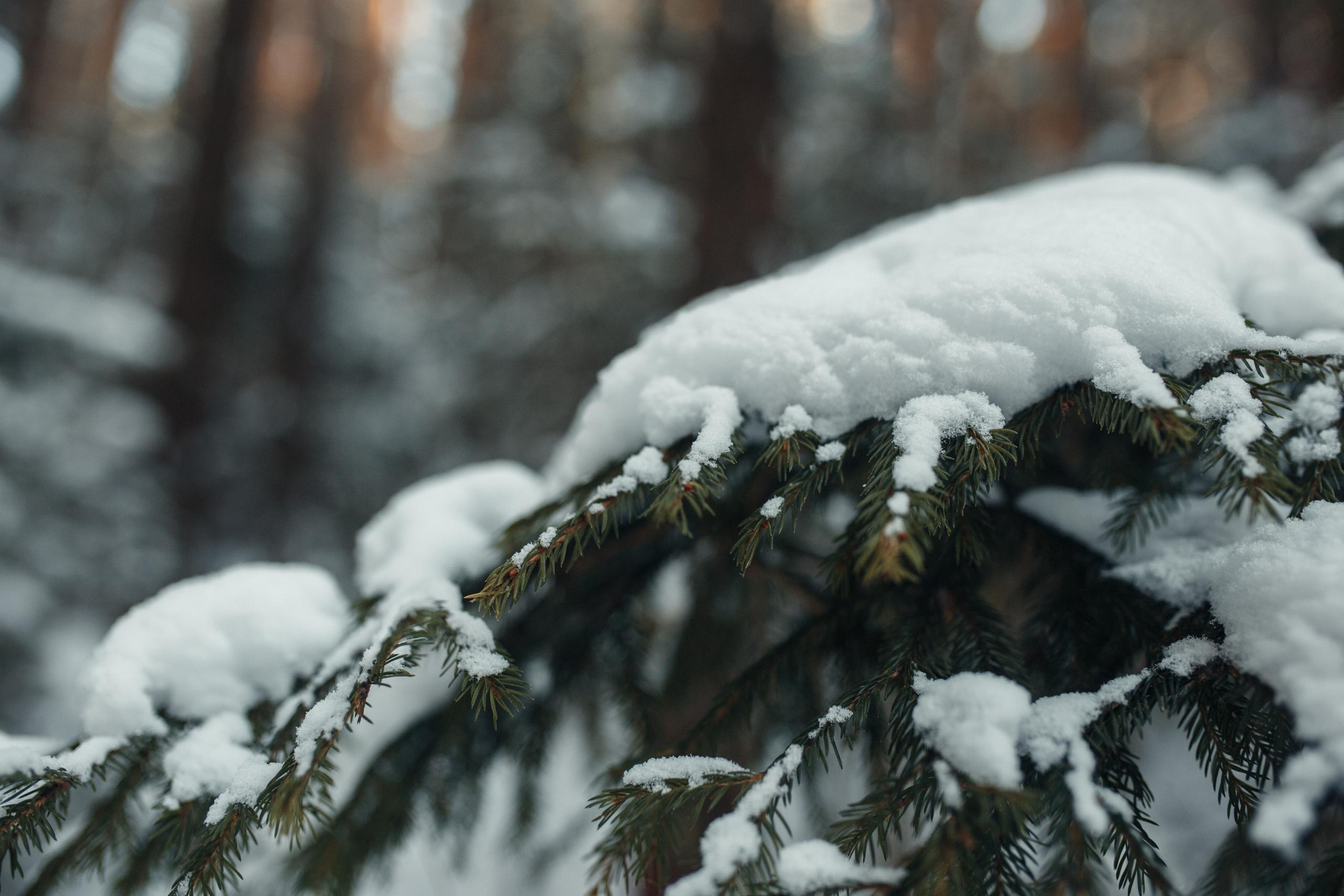 Зимние забавы. Семейный фотограф в Москве. Дарья Долгих