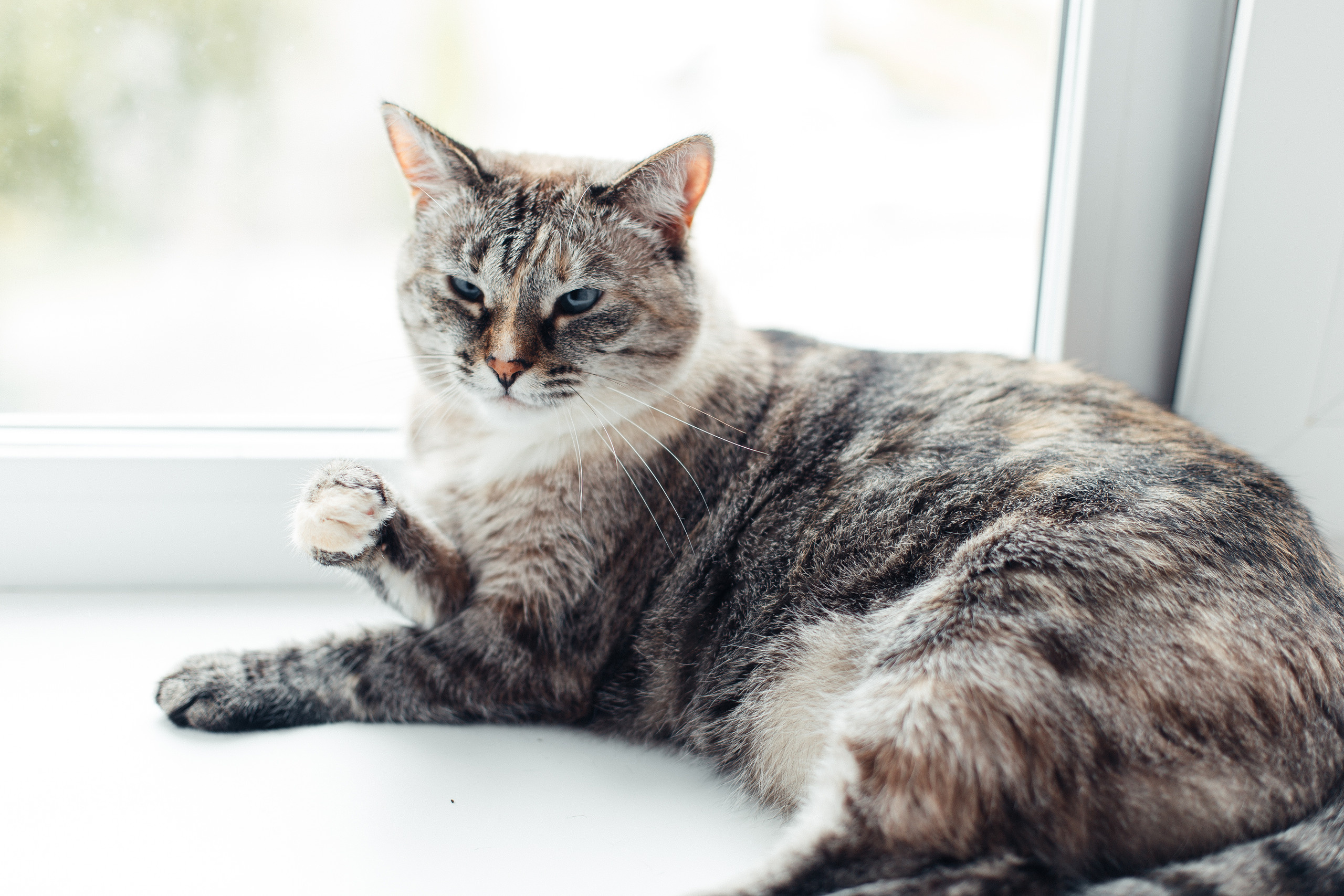 Домашнее печенье. Семейный фотограф в Москве. Дарья Долгих