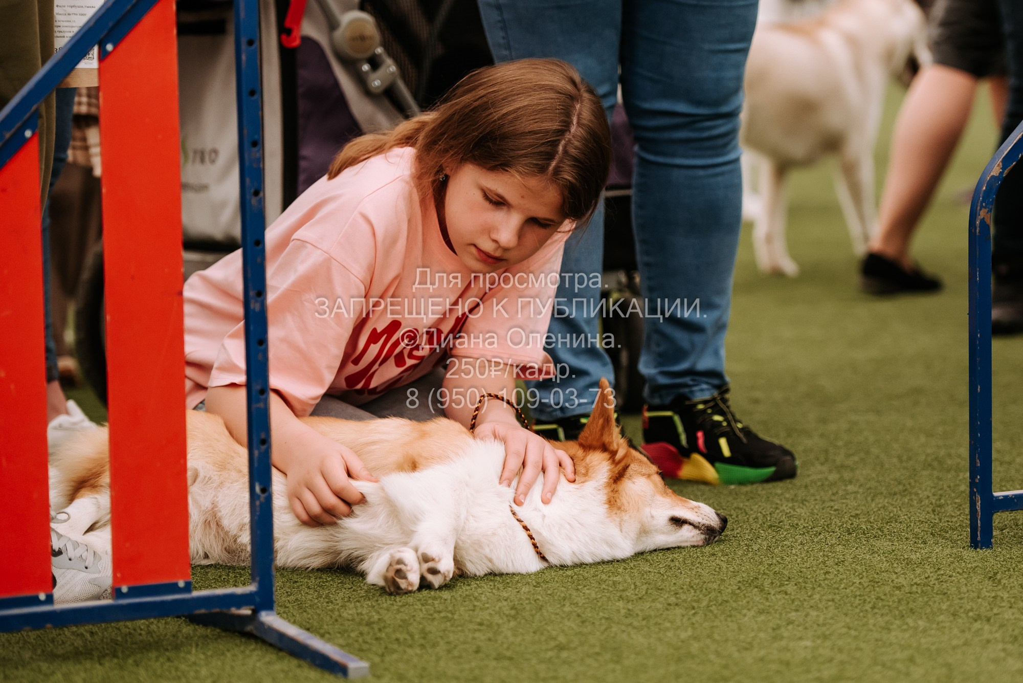 Выставка собак Красноярск 2.06. Фотограф Диана Оленина Красноярск / Братск