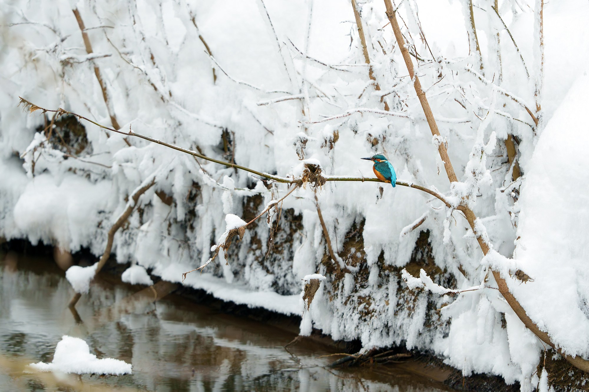 Природа. Ваш личный фотограф Марина Волкова