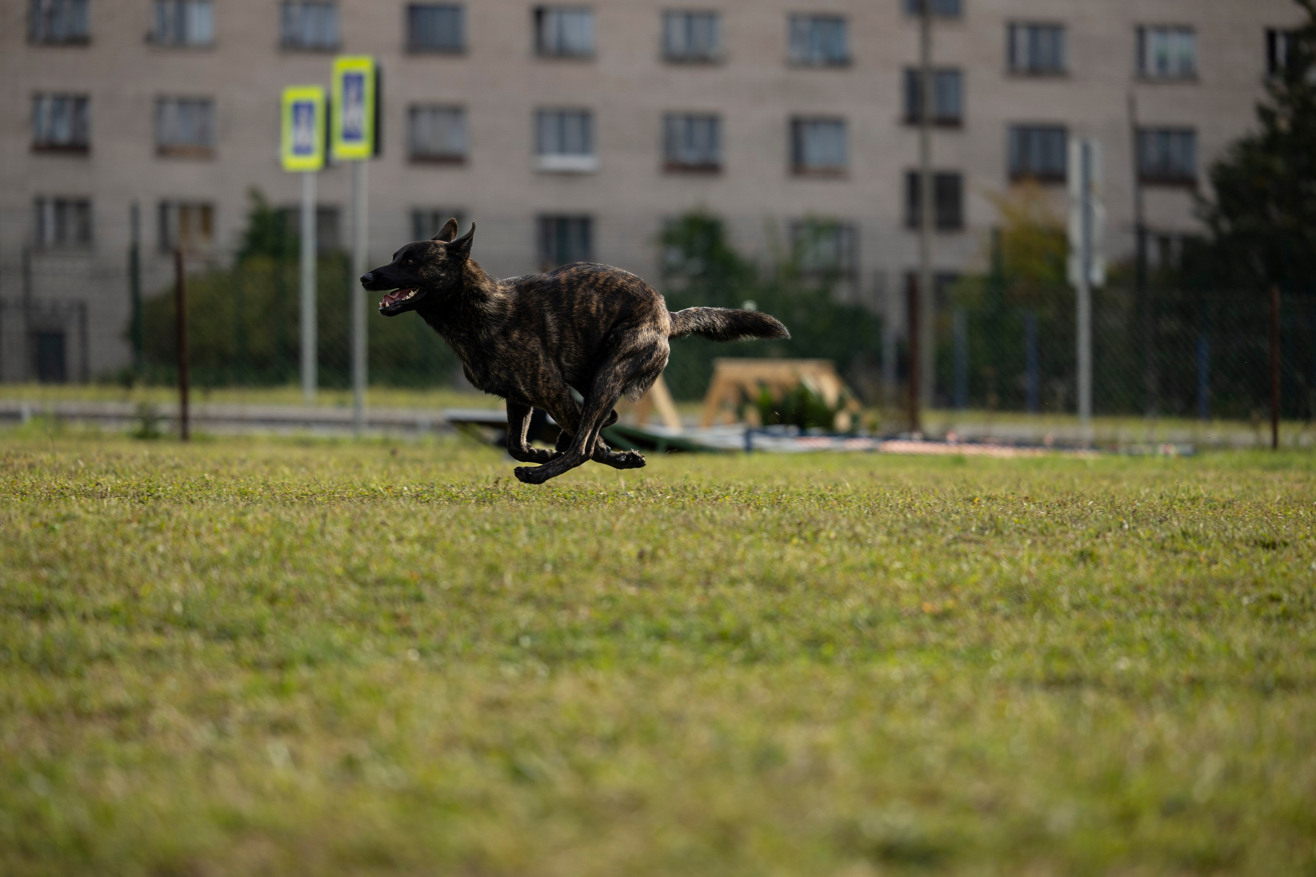 Испытания по Мондьорингу г. Пушкин. Фотограф-анималист Анна Маринич