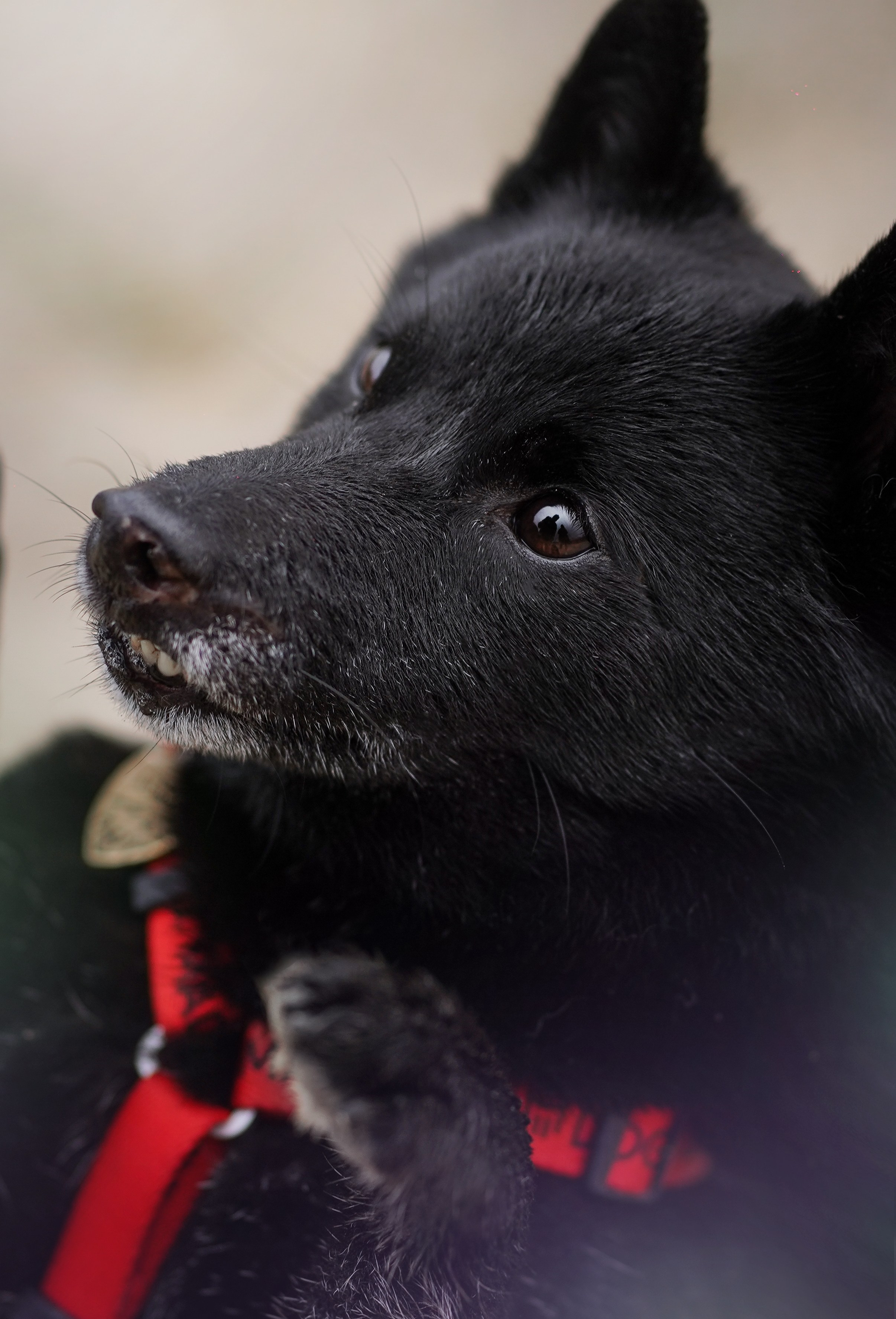 Аня Арчи и Панда в люпинах. Фотограф-анималист в Санкт-Петербурге Яна Мартынова