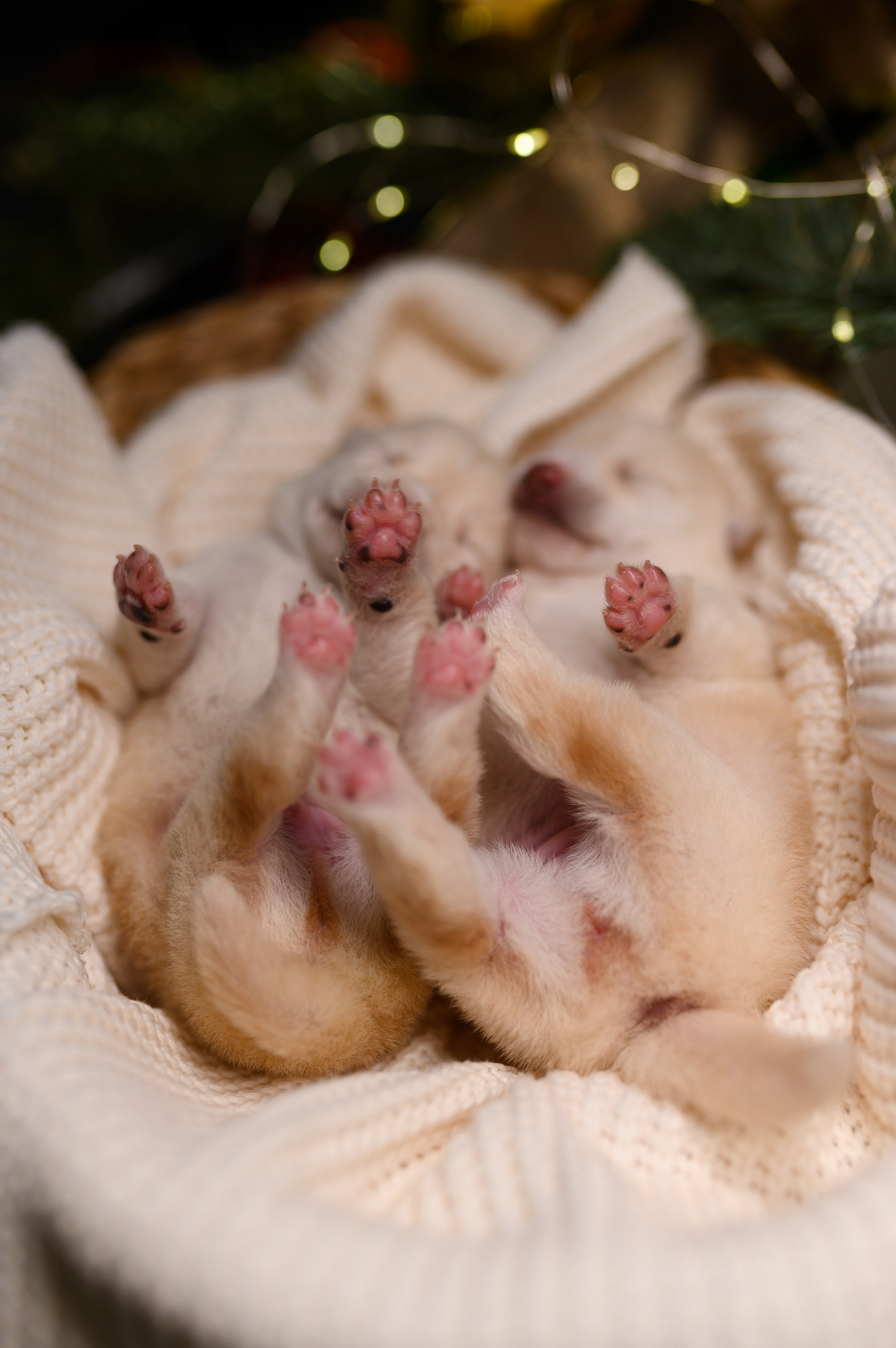 Мамесиба. Фотограф анималист в Москве Ольга Агушева