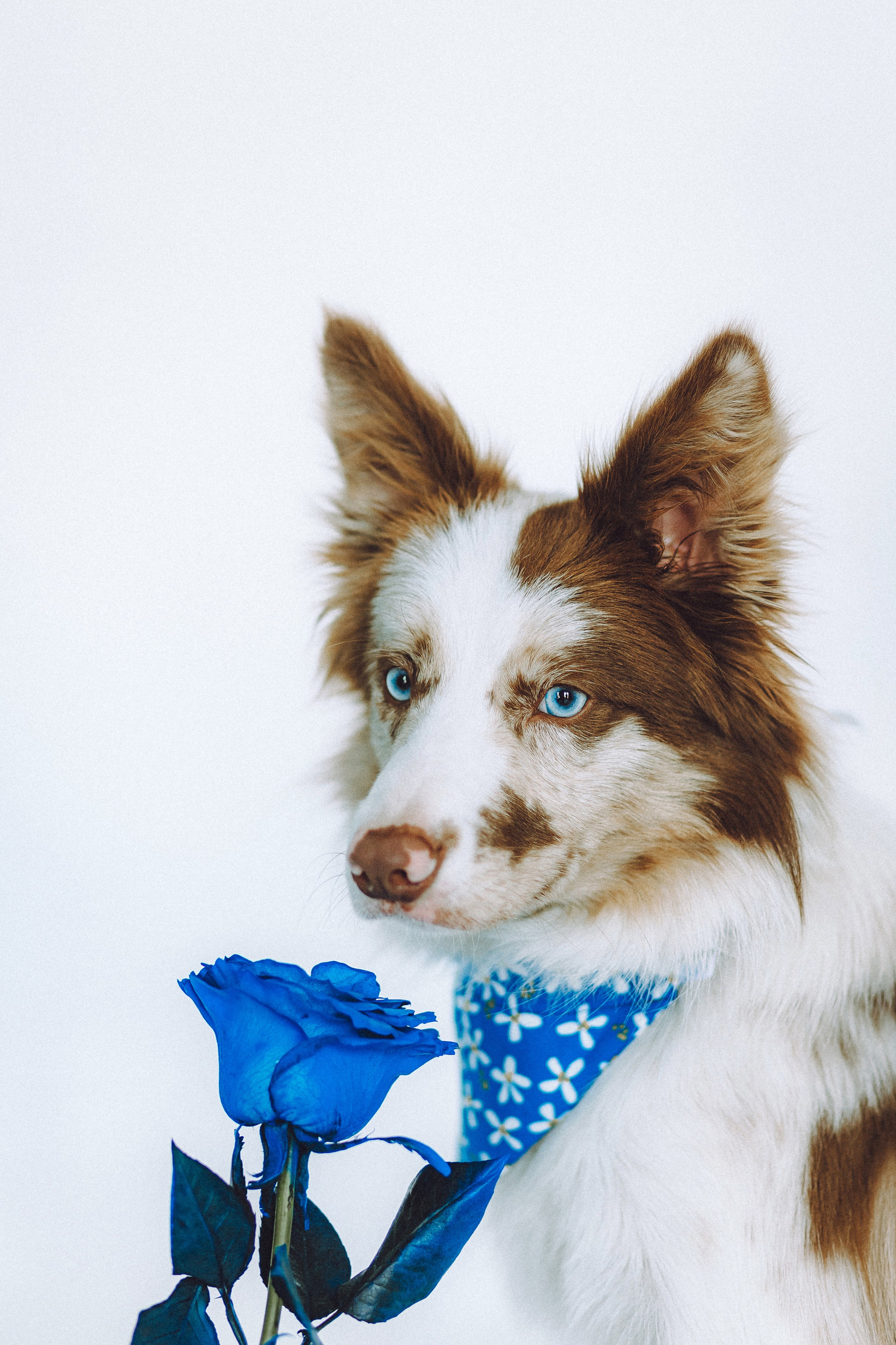 День рождения Айко