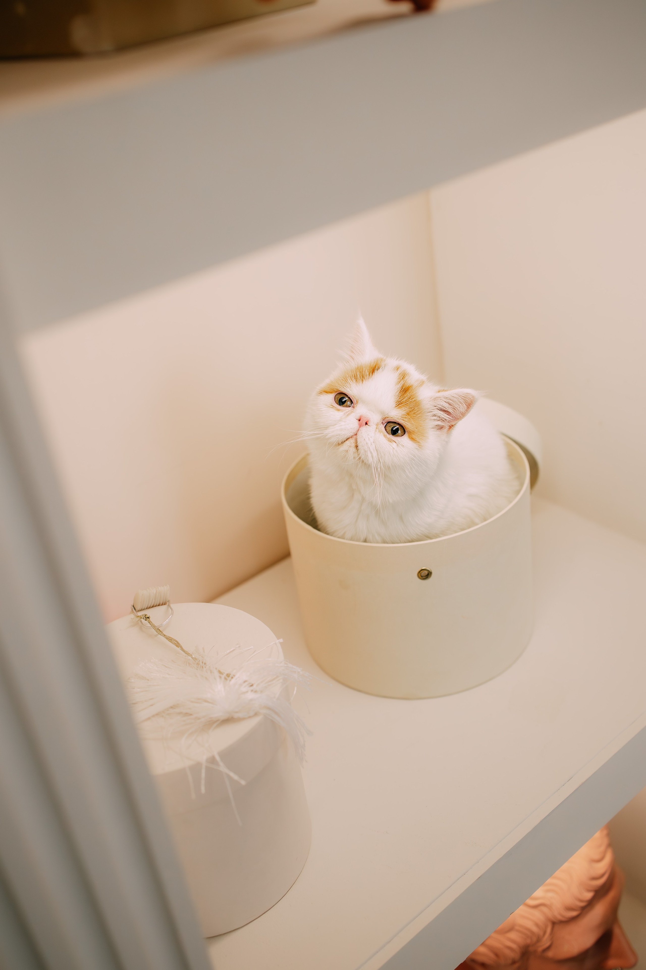 Султан, Мэй Мэй и Шанталь и их семья