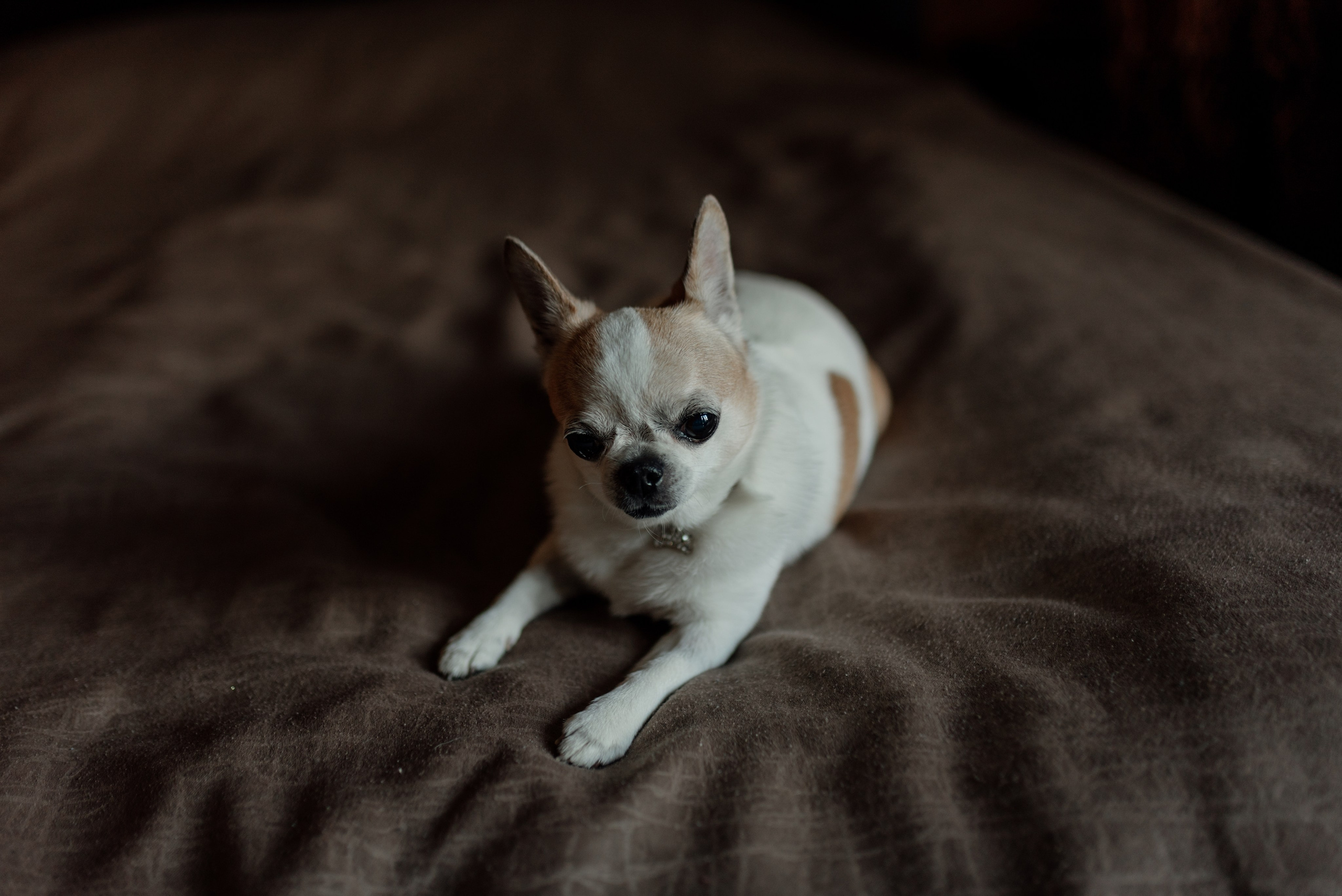 Степан и Анастасия. Свадебный и Семейный фотограф в Ярославле Алёна Колясникова