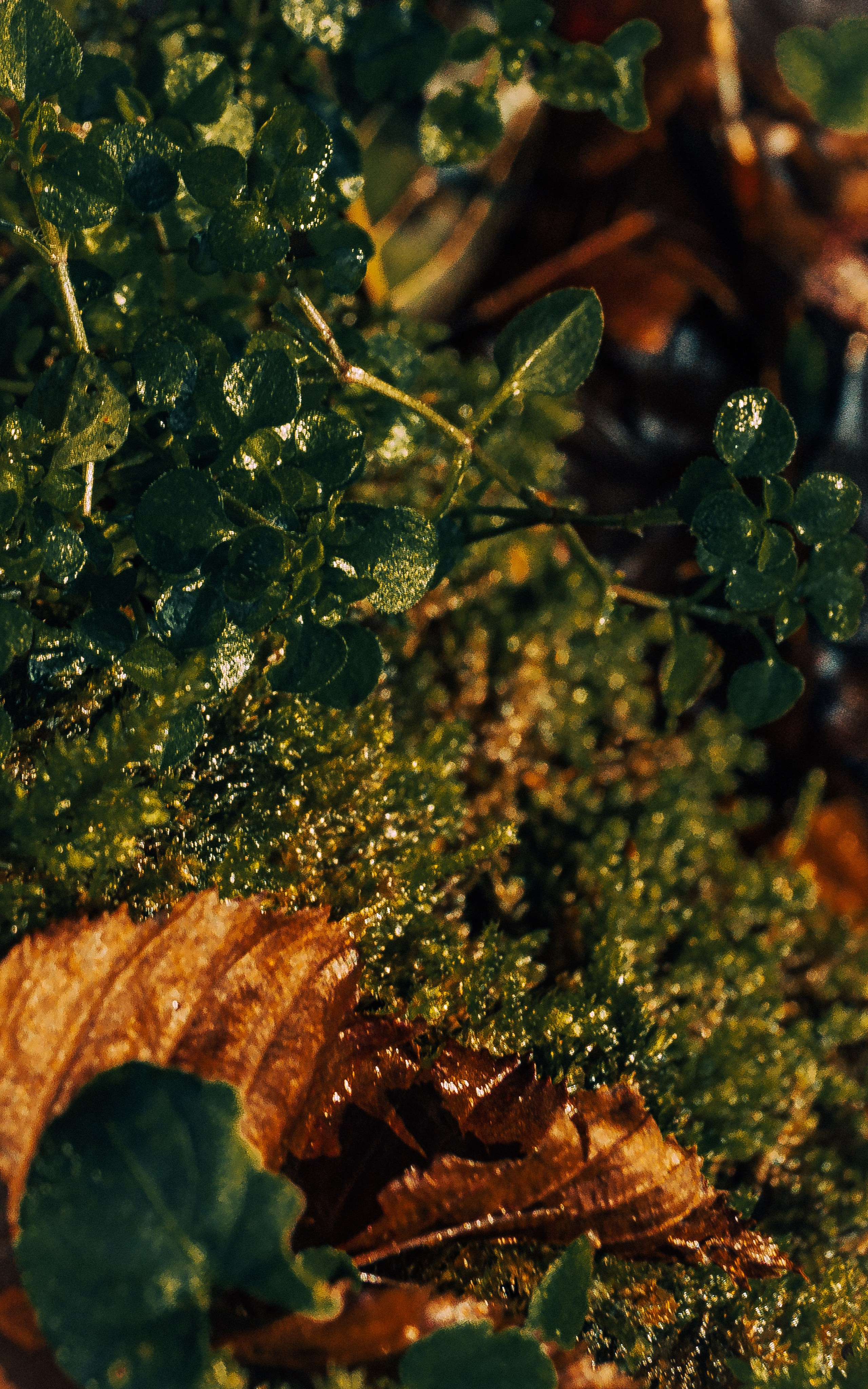 Фотографии Сочи, глазами гида-фотографа. Фотограф в Сочи Елена Лисотина. Фототуры в Сочи
