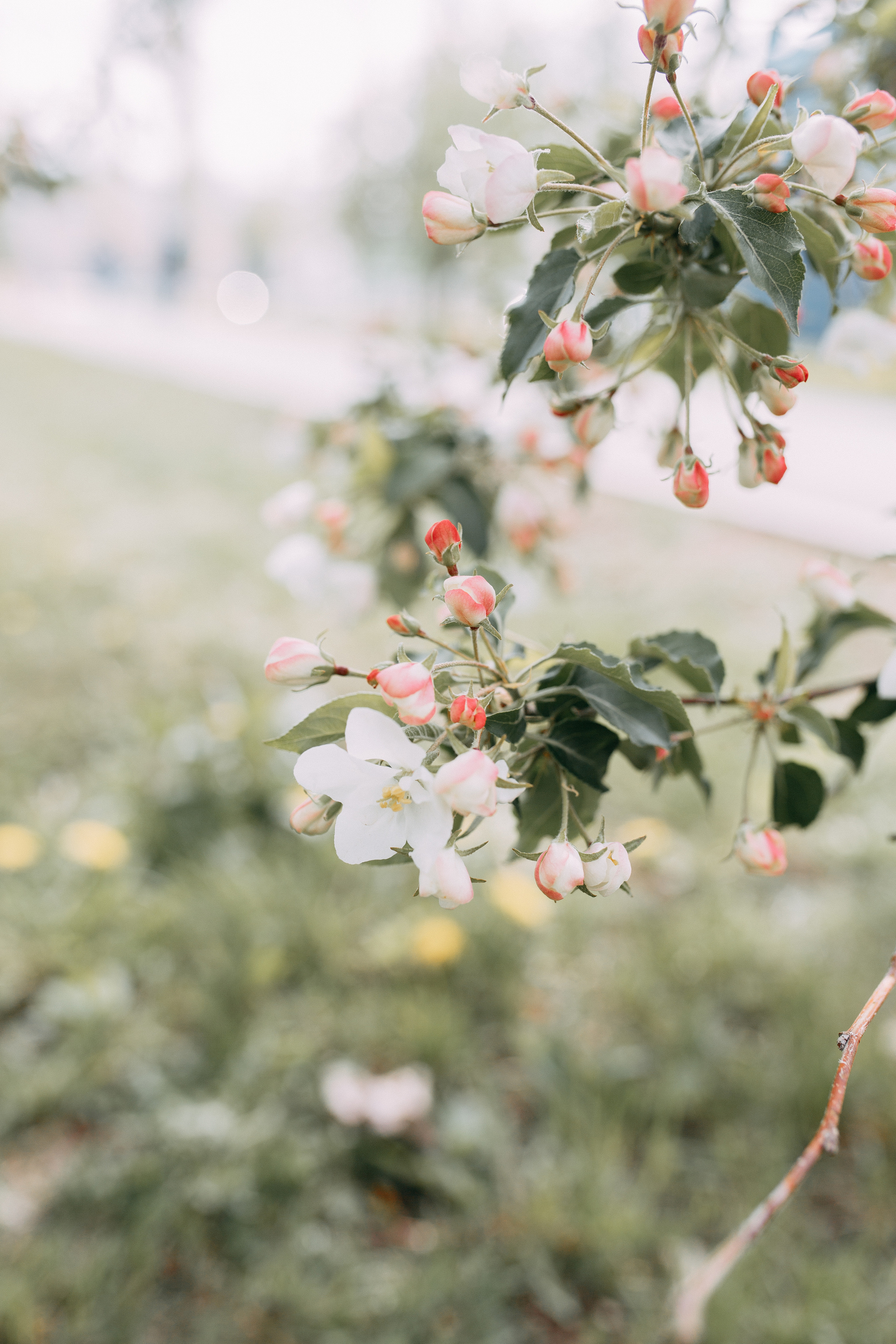 Аделина и Эрик. Свадебный и семейный фотограф в Уфе