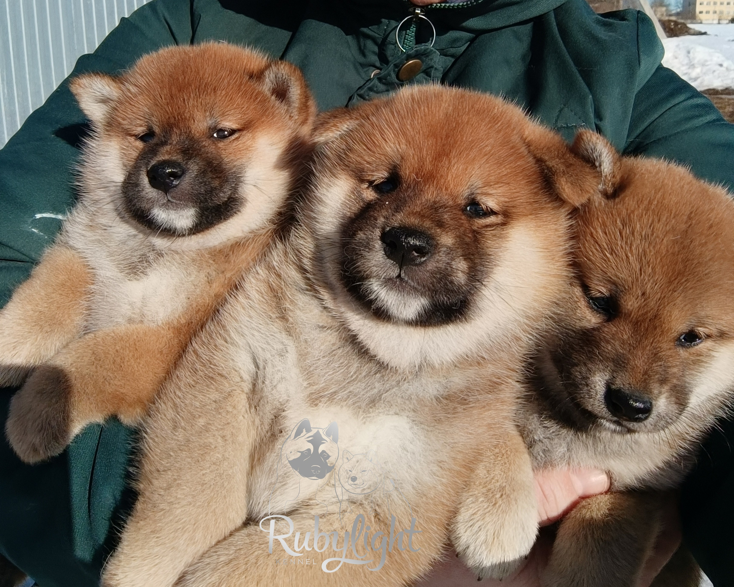 Сиба Помёт Е питомник Рубилайт