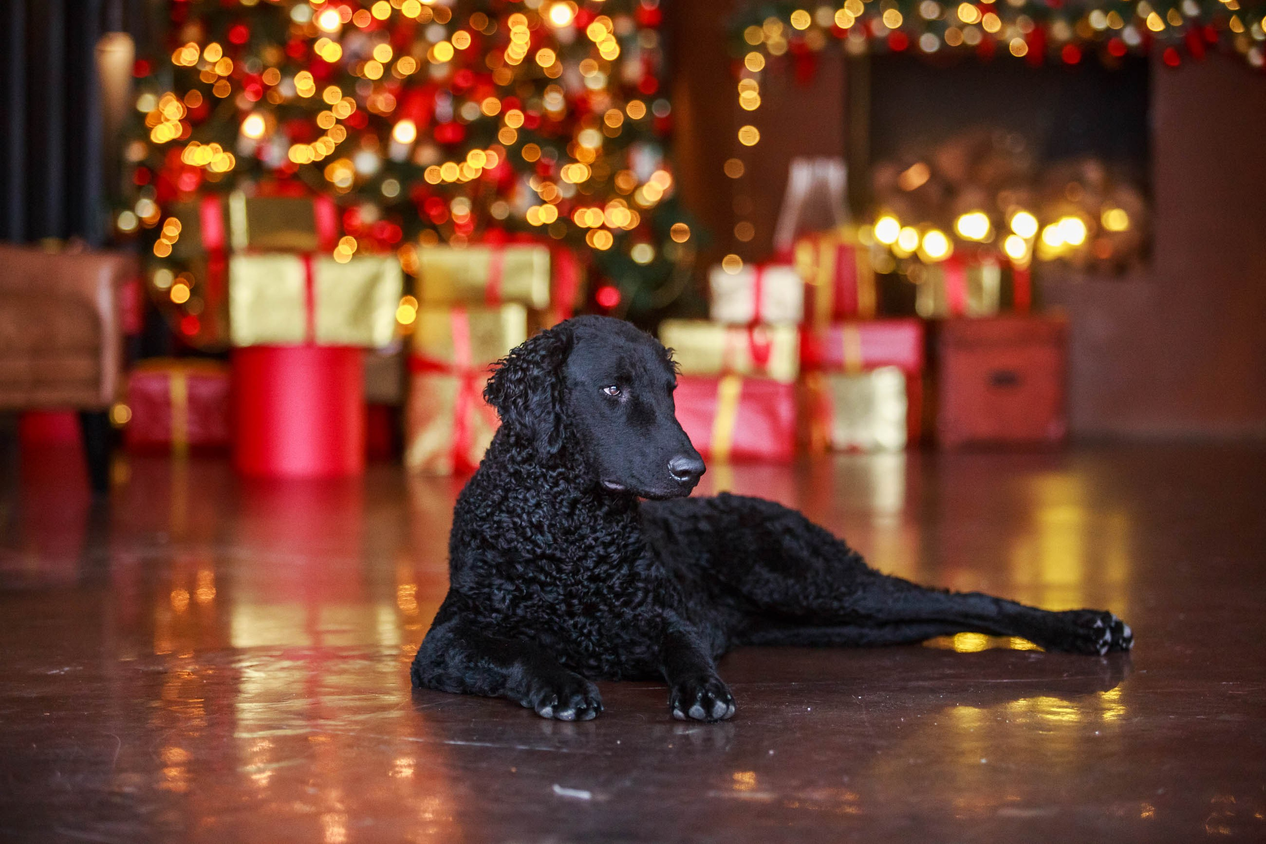 Лабрадор ретривер и курчавошерстный ретривер фотосессия на Новый год в фотостудии. Семейный и детский фотограф в Москве Мария Быкова
