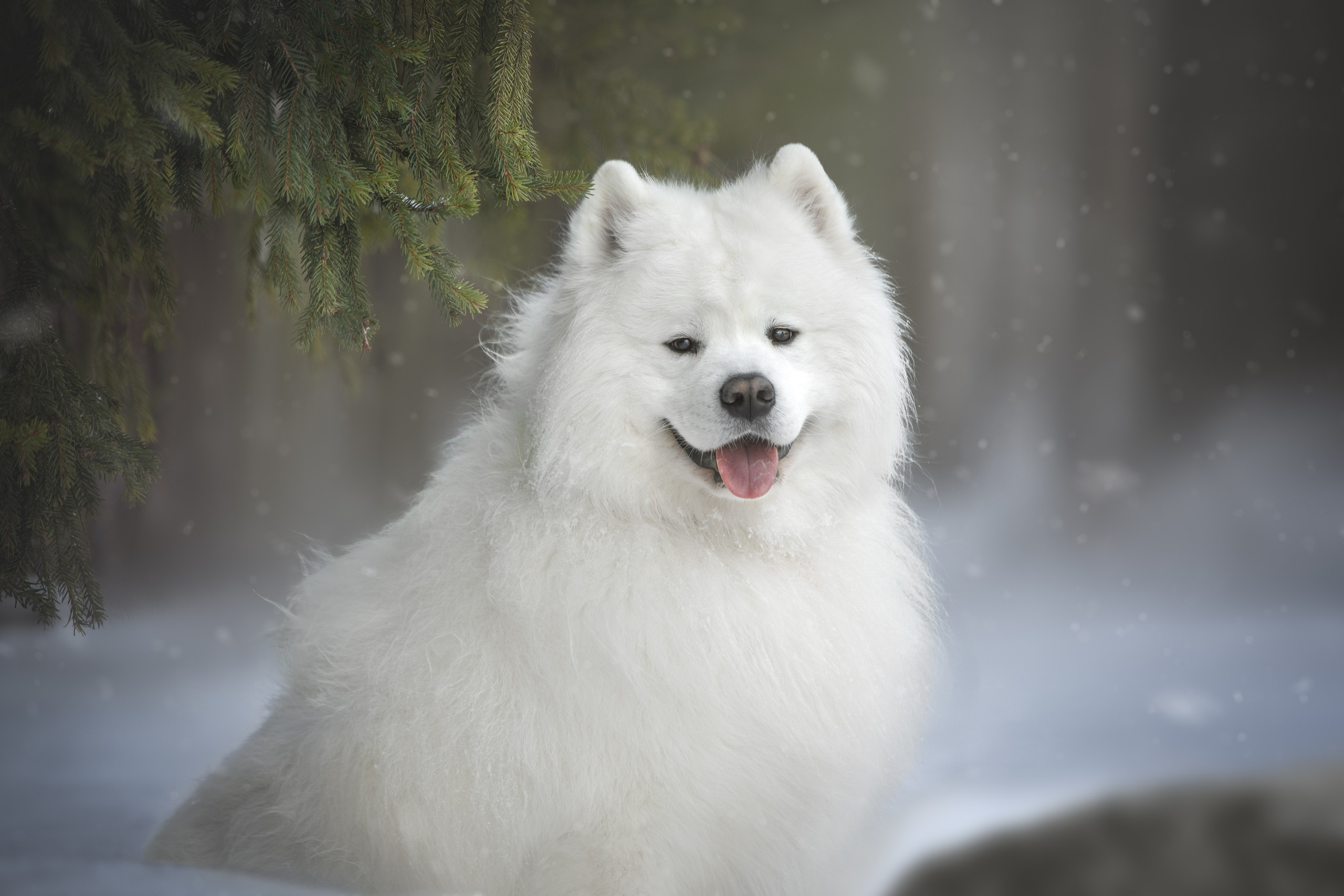 Самоедские мальчишки. Фотограф анималист в Москве Майорова Евгения