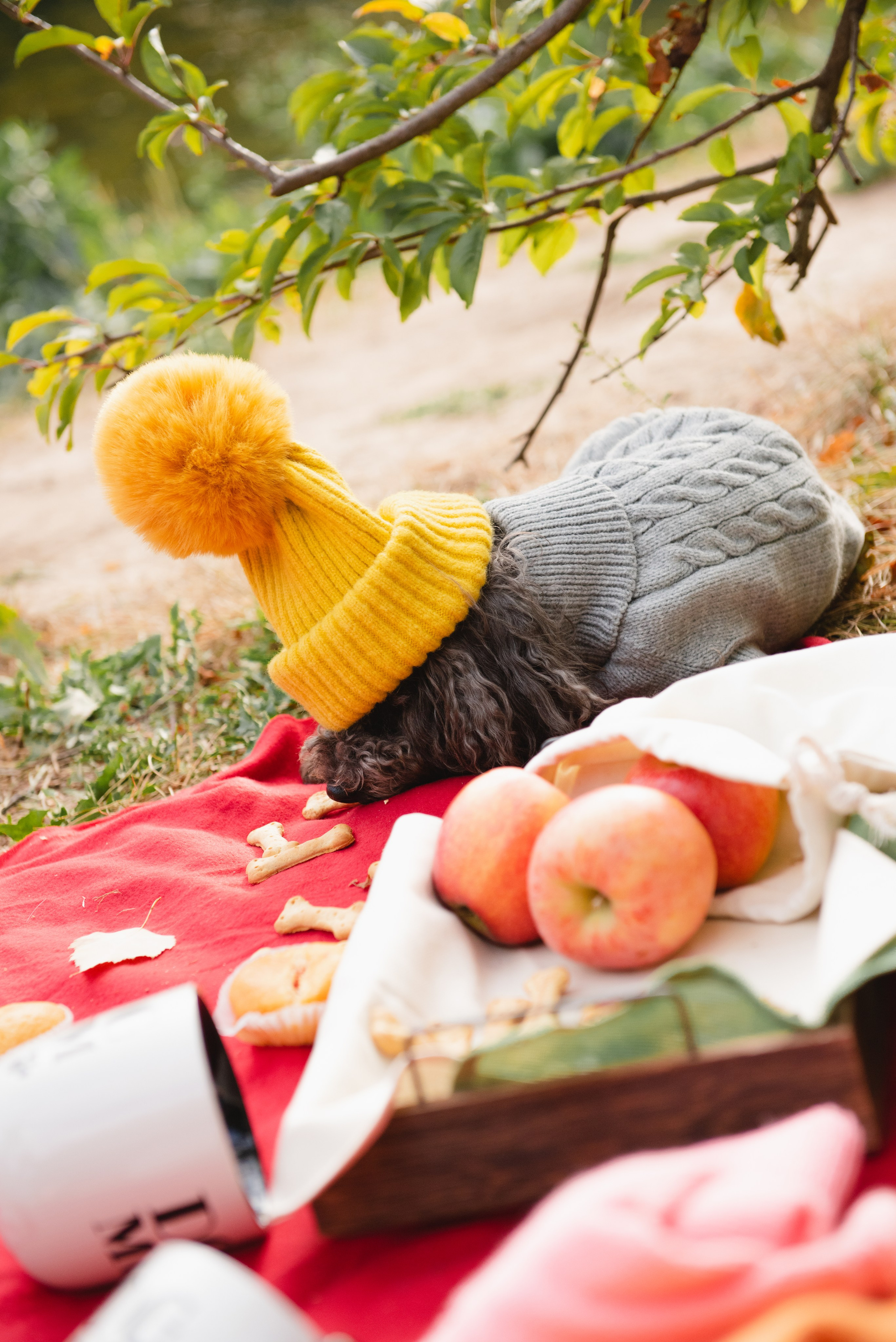 Pets. Фотограф в Москве Daria Lens