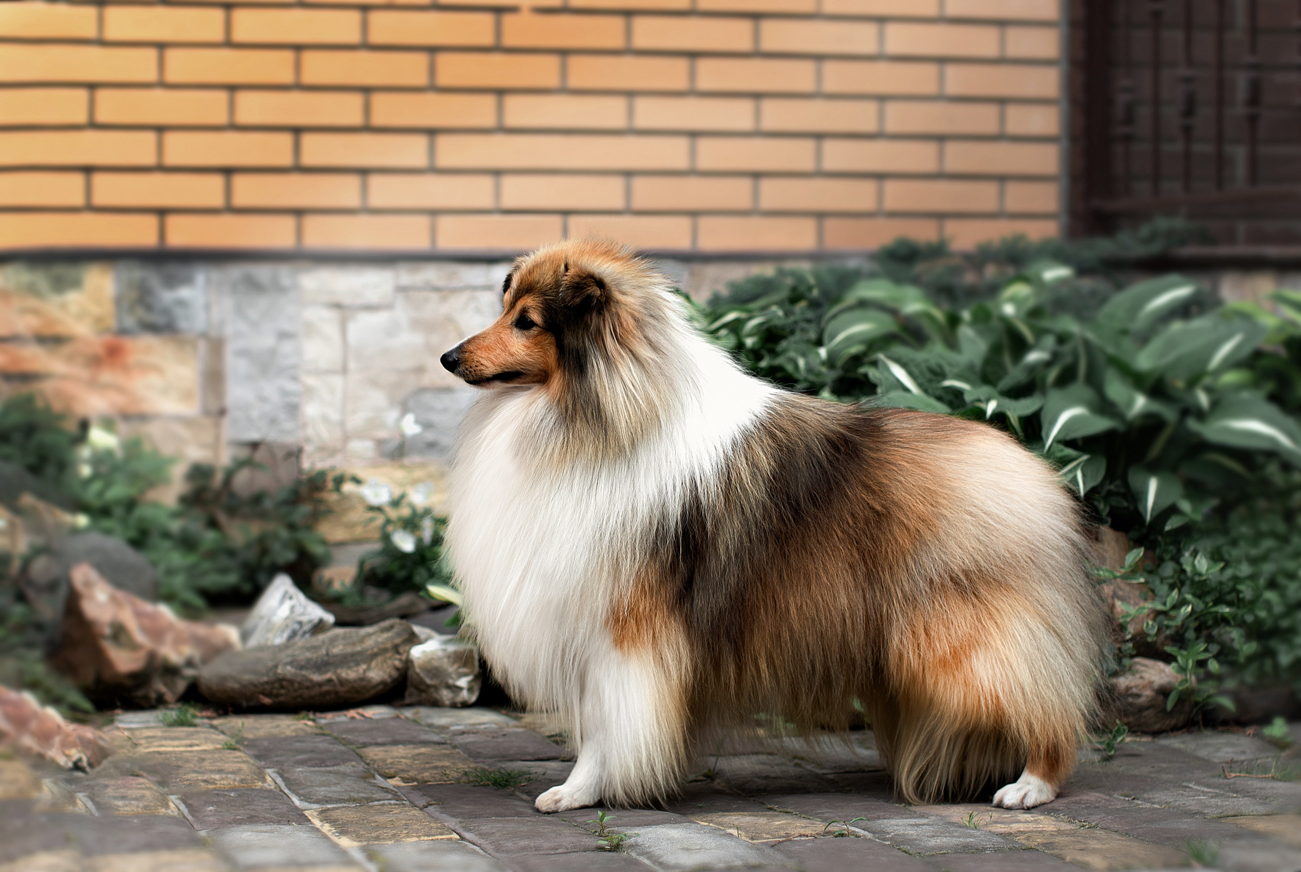 Портфолио: Фотосъёмка собак в Москве и области — авторские образы. Фотограф-анималист и бренд-фотограф в Москве | Фотография собак, людей, бизнес-портрет