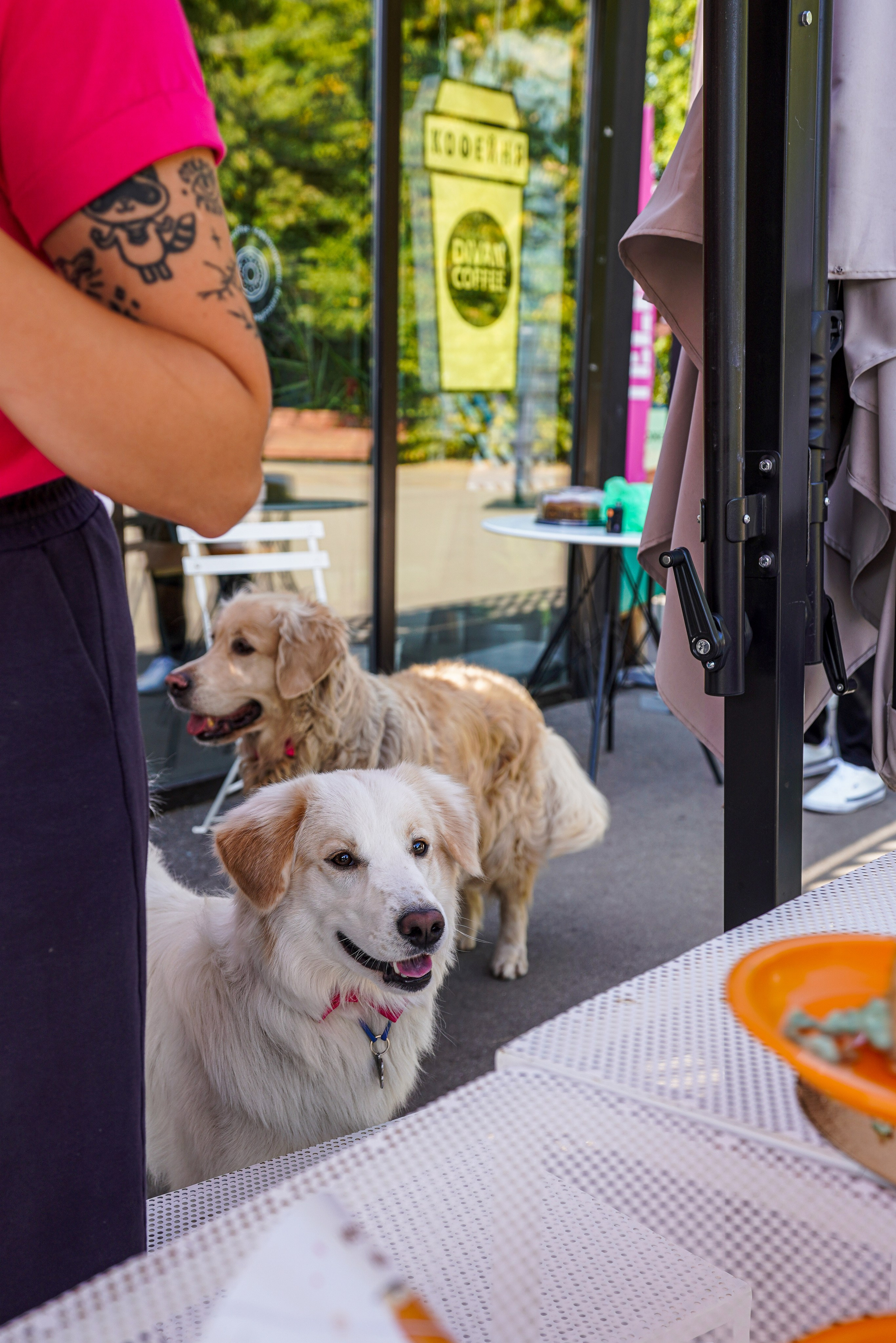 ДР собаки по имени Моррис :). Фотограф Казань