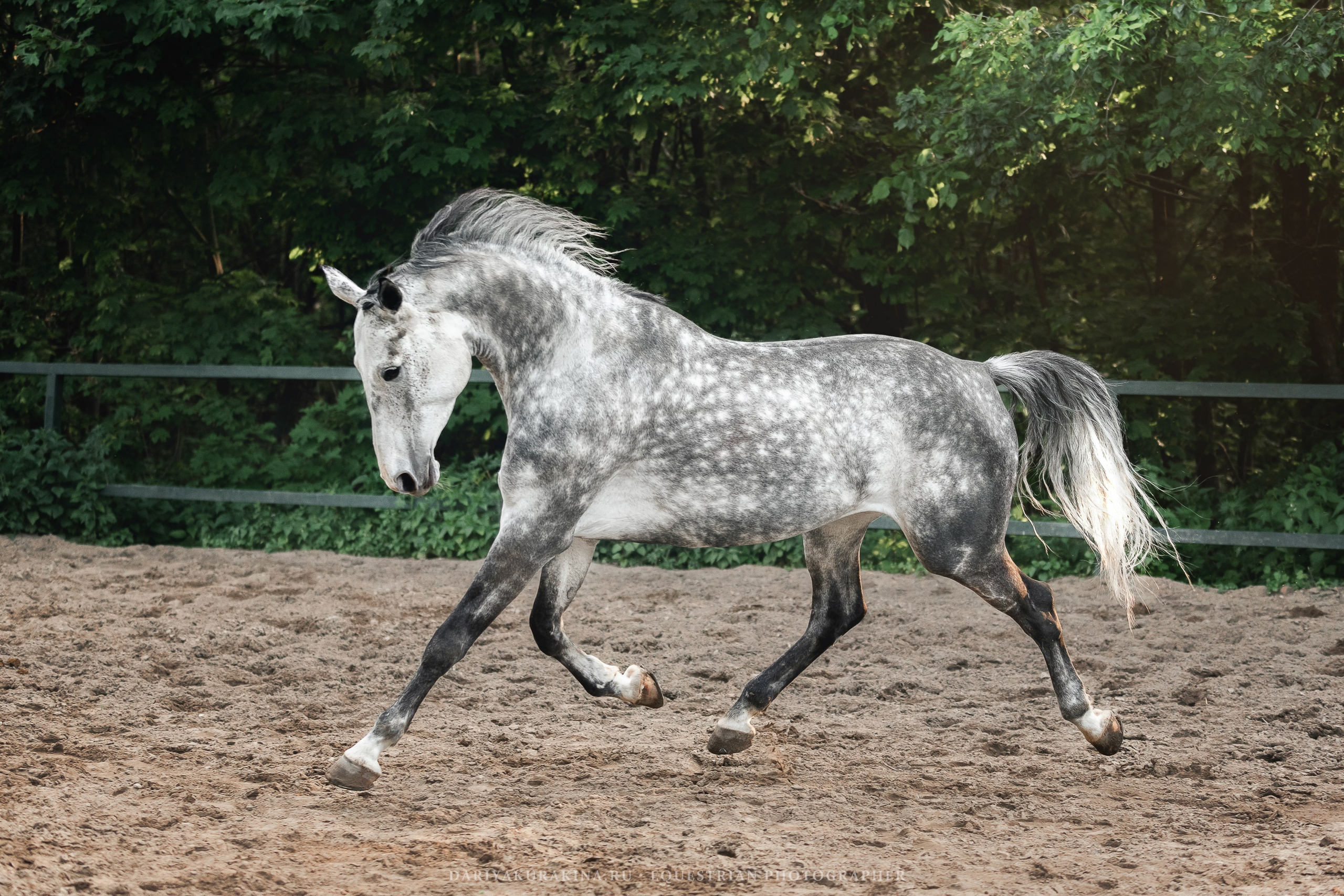 КСПХ «ЮНА», Зелёновое. Конный фотограф Куракина Дарья • Фотосессии с лошадьми