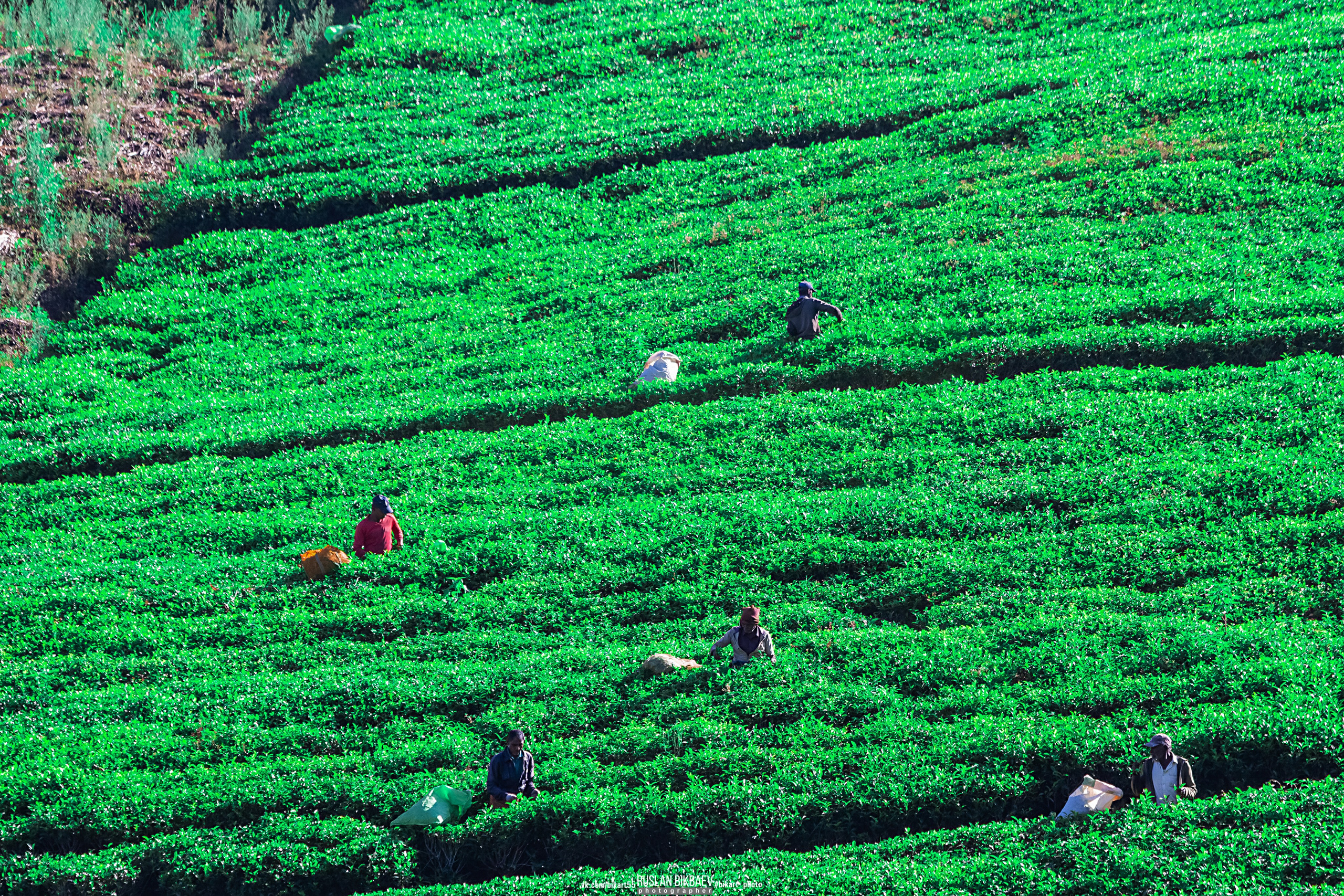 ШРИ-ЛАНКА 2025 / SRI LANKA 2025. Главная