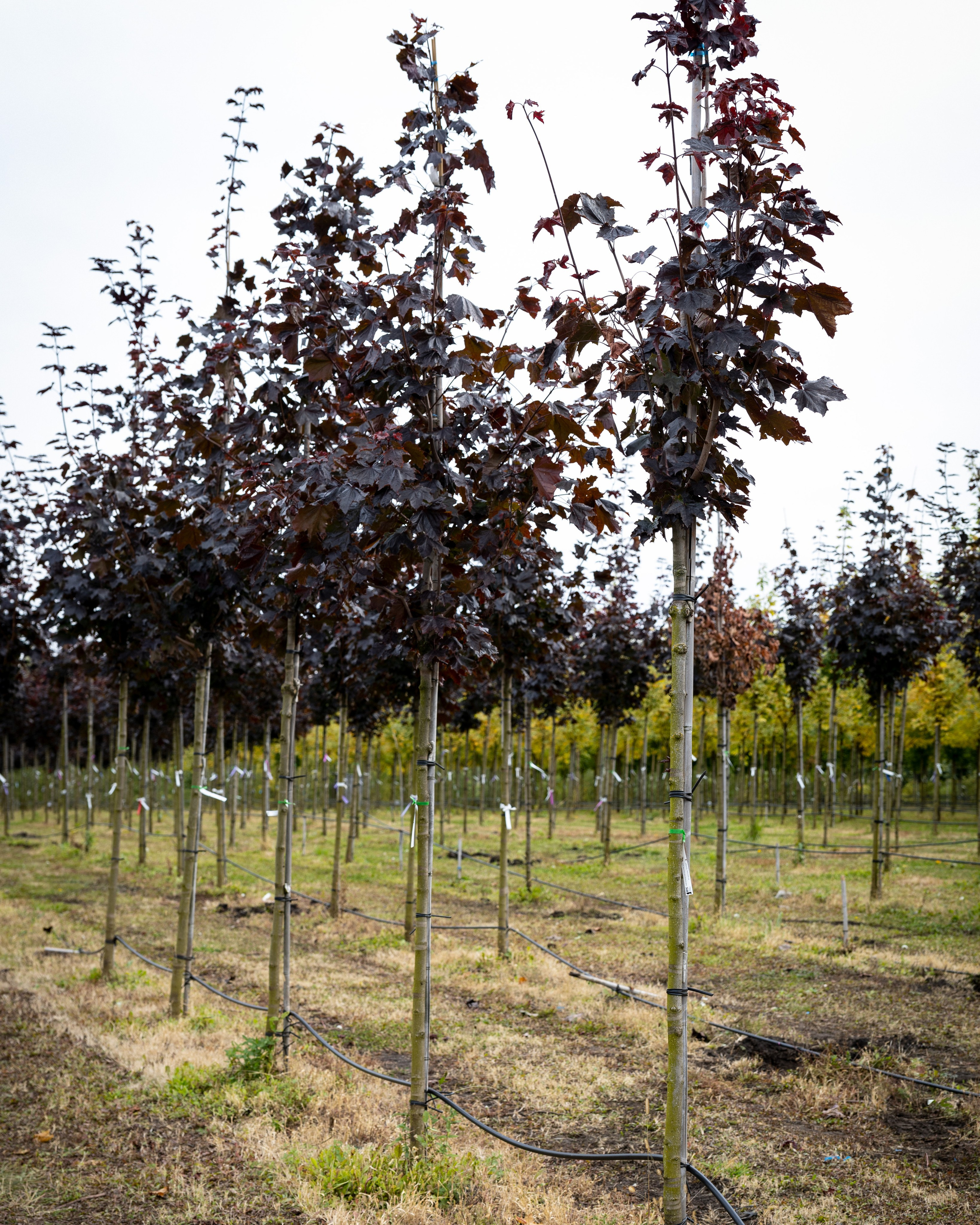 Предметная, интерьерная съемка. Фотограф в Ельце Сапрыкина Екатерина