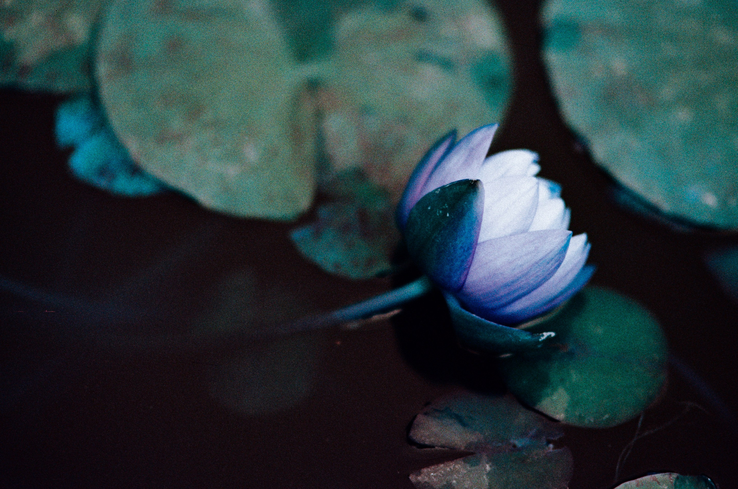 Pain shopping // ukraine, crimea III. EVER EXPOSED